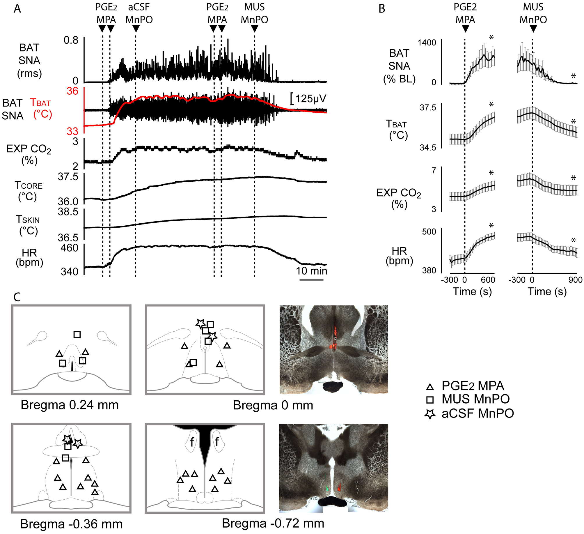 Median preoptic area neurons are required for the cooling and febrile  activations of brown adipose tissue thermogenesis in rat | Scientific  Reports