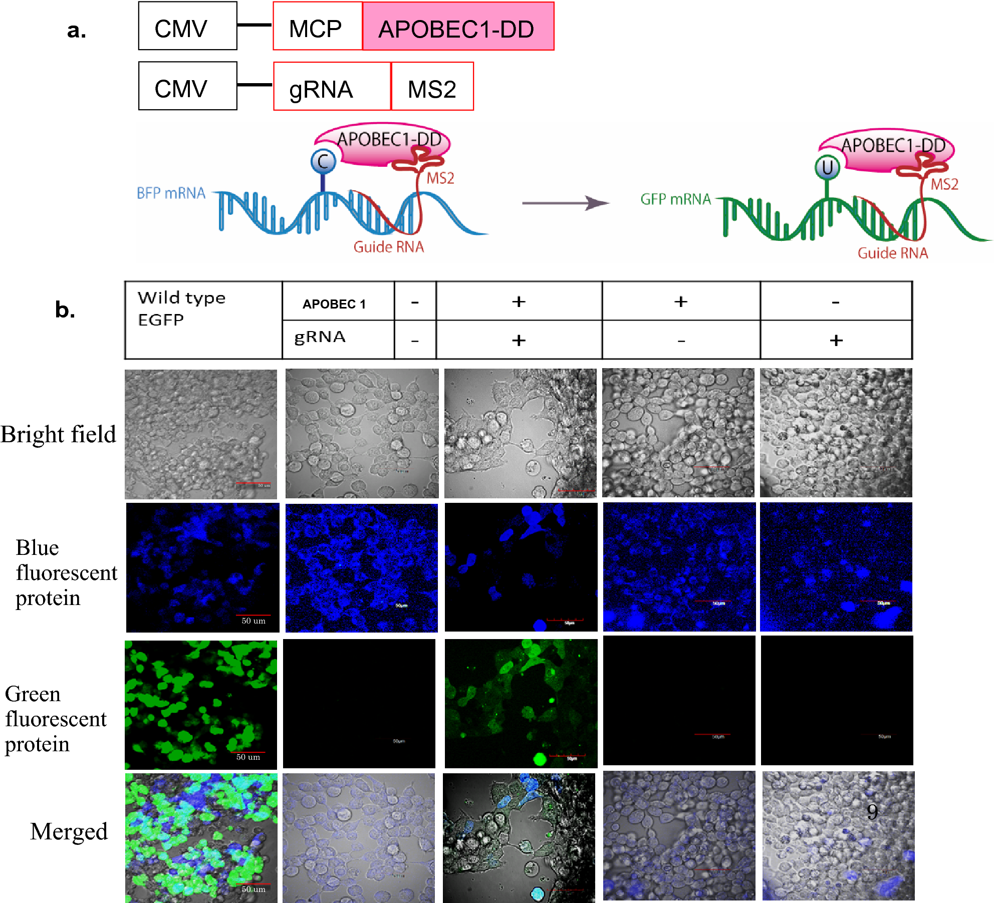 RNA editing of BFP, a point mutant of GFP, using artificial APOBEC1  deaminase to restore the genetic code | Scientific Reports