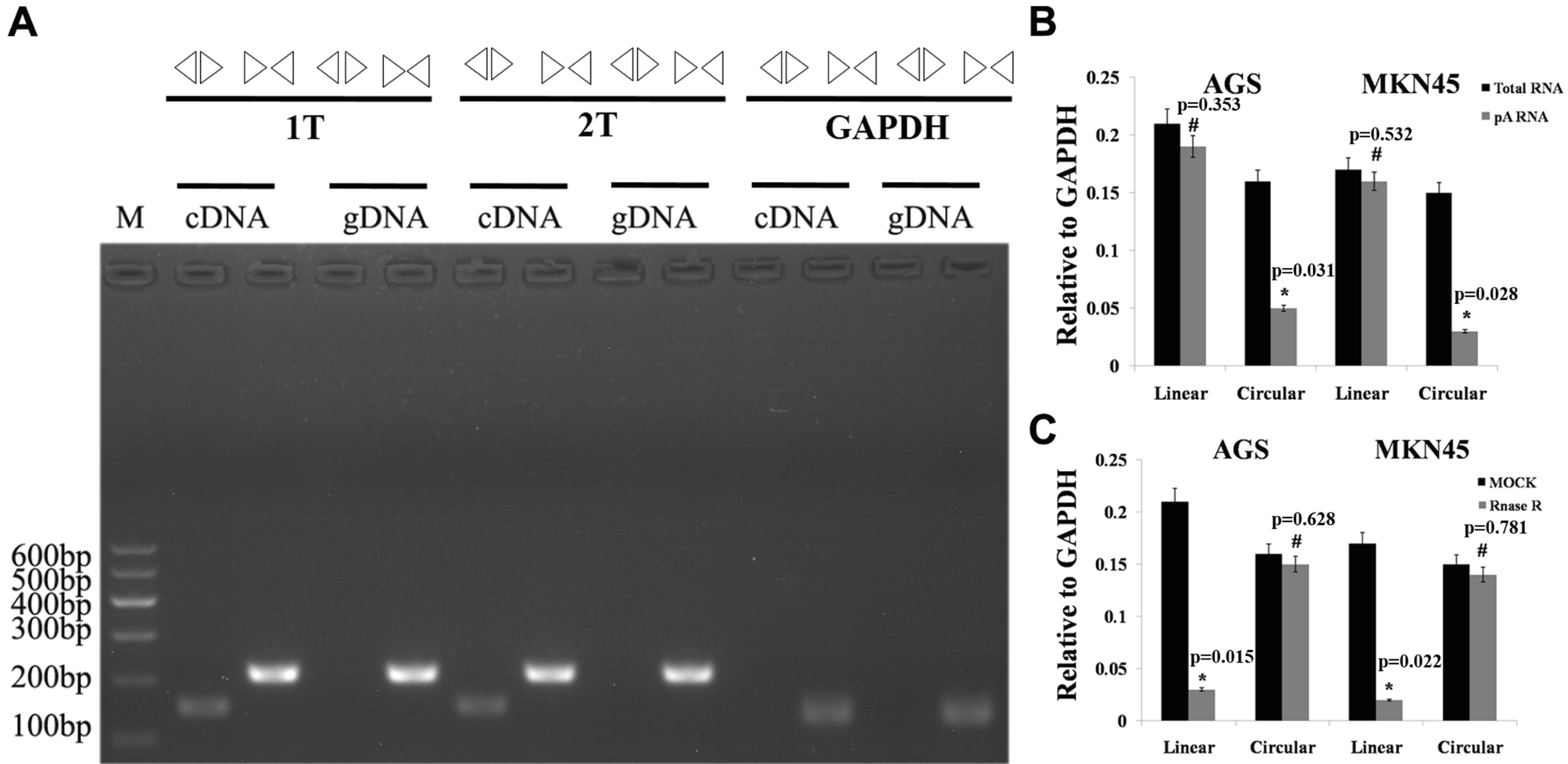 Cir Itch Inhibits Gastric Cancer Migration Invasion And Proliferation By Regulating The Wnt B Catenin Pathway Scientific Reports