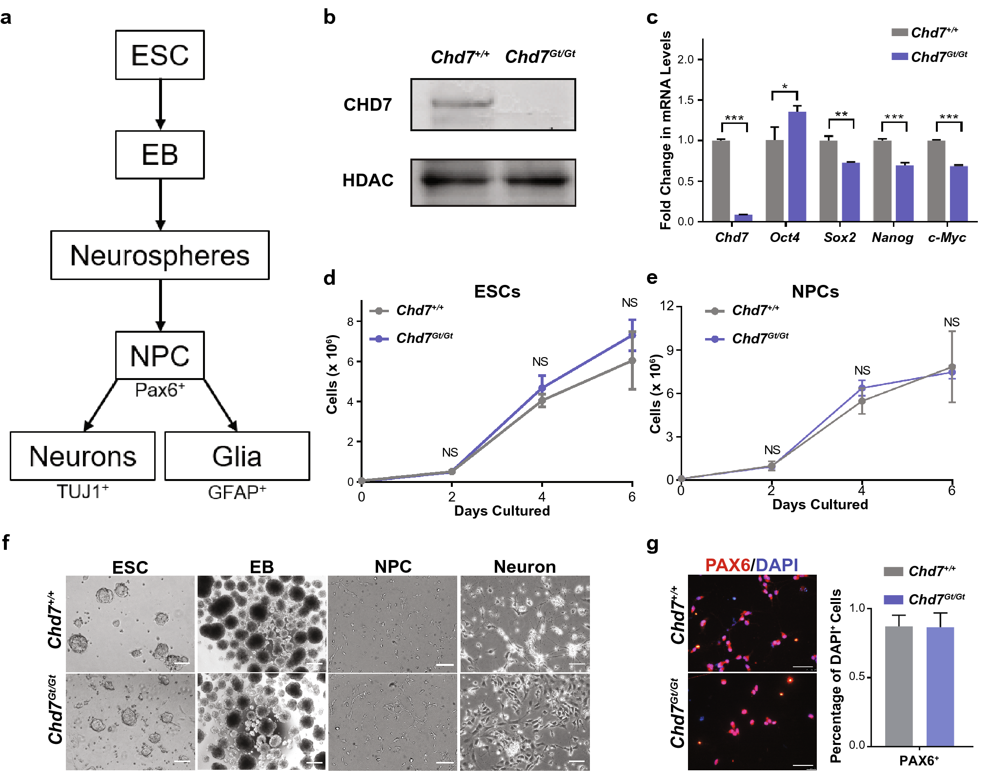 Chd7 Promotes Neural Progenitor Differentiation In Embryonic Stem Cells Via  Altered Chromatin Accessibility And Nascent Gene Expression | Scientific  Reports Chd7 Promotes Neural Progenitor Differentiation In Embryonic Stem Cells Via  Altered Chromatin Accessibility And Nascent Gene Expression | Scientific  Reports