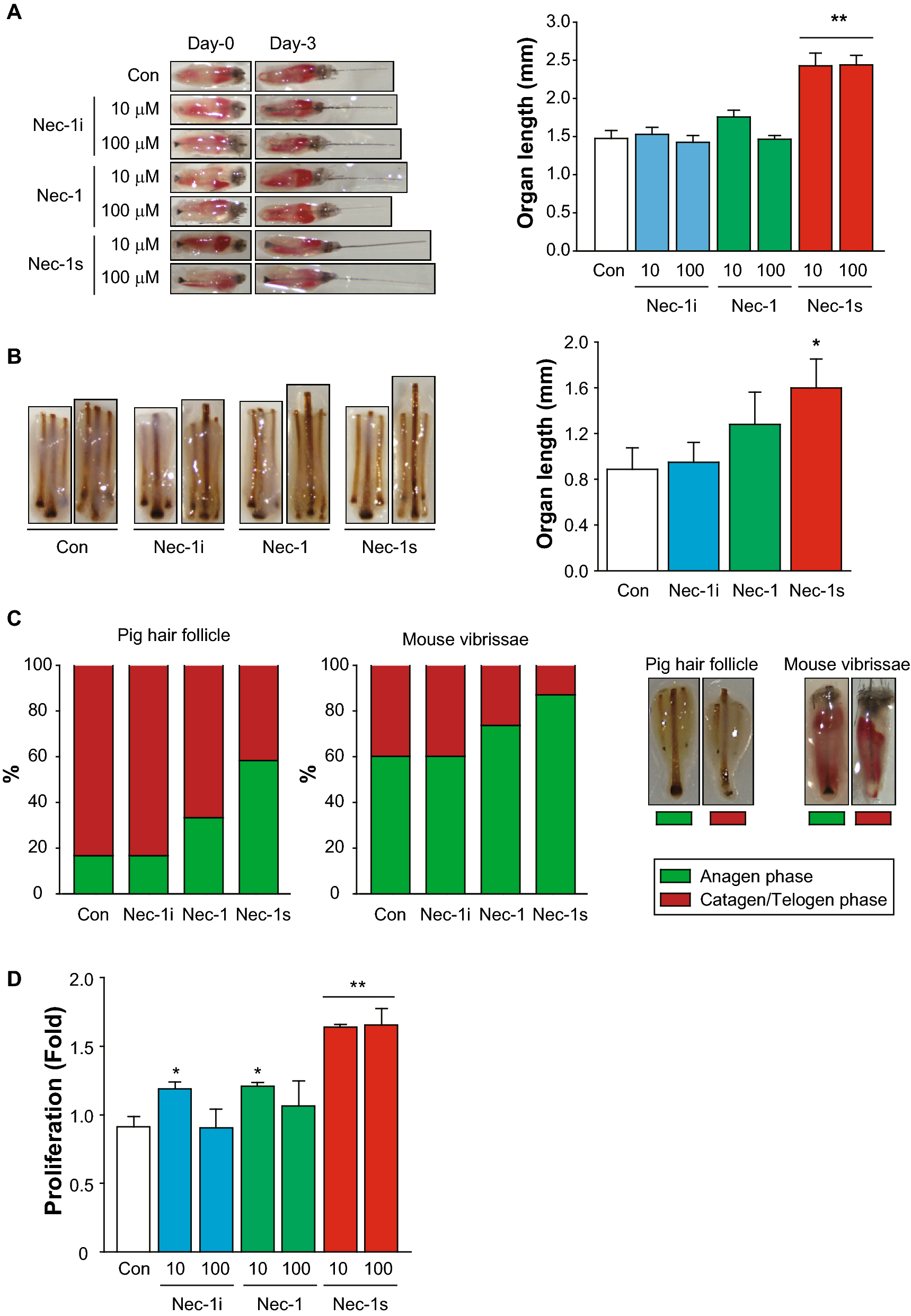 Hair growth promotion by Necrostatin-1s | Scientific Reports Hair growth promotion by Necrostatin-1s | Scientific Reports