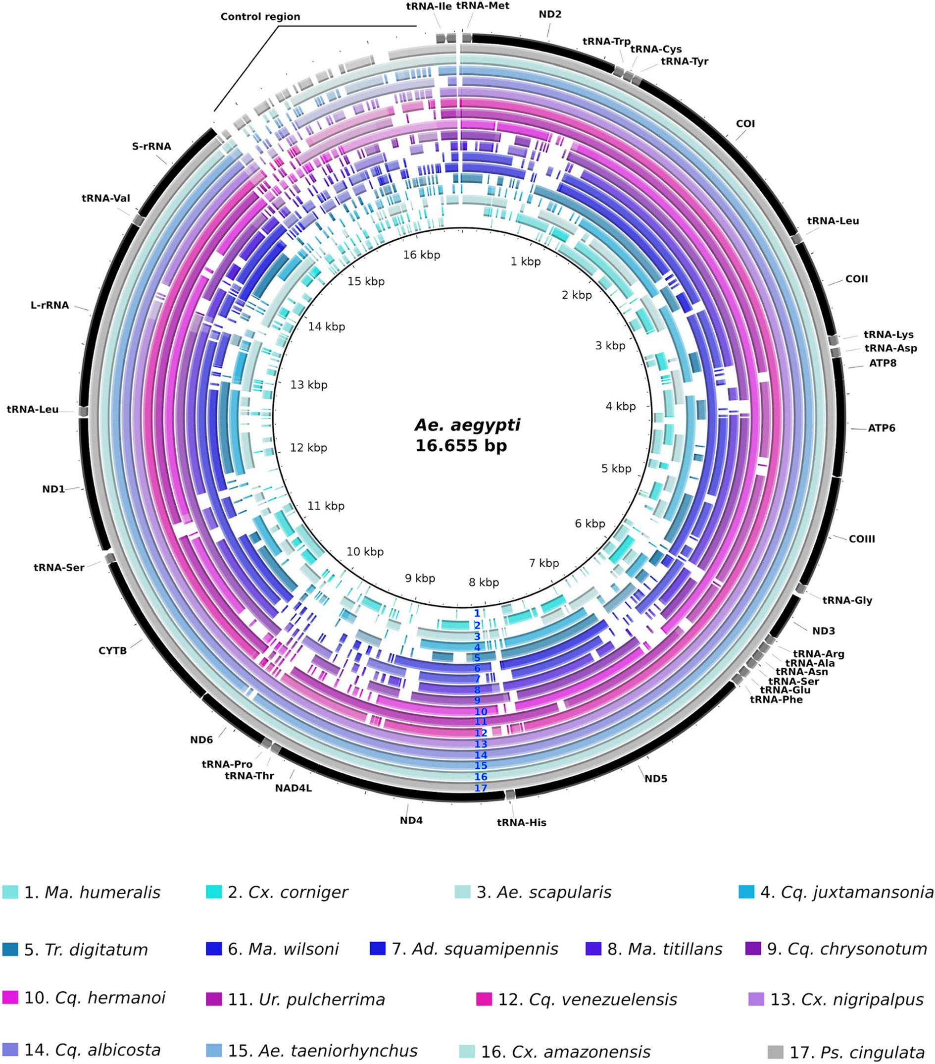Culicidae Evolutionary History Focusing On The Culicinae Subfamily Based On Mitochondrial Phylogenomics Scientific Reports