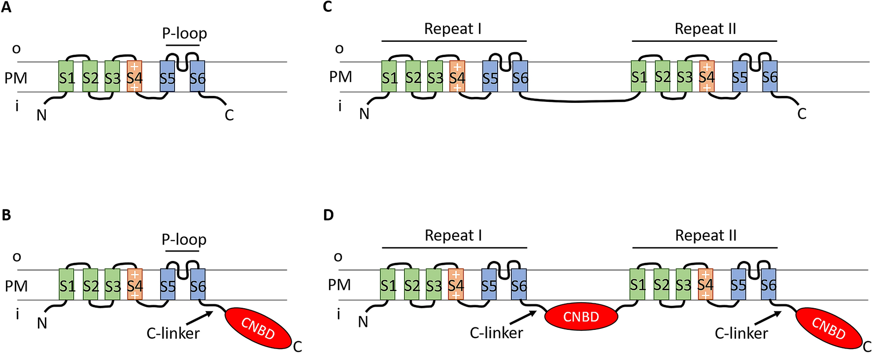 voltage gated ion channels