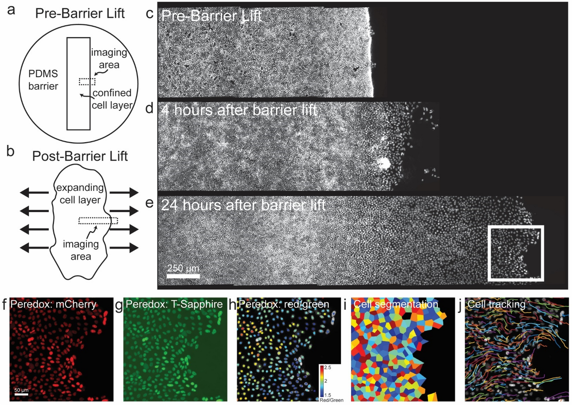 Epithelial Layer Unjamming Shifts Energy Metabolism Toward Glycolysis Scientific Reports