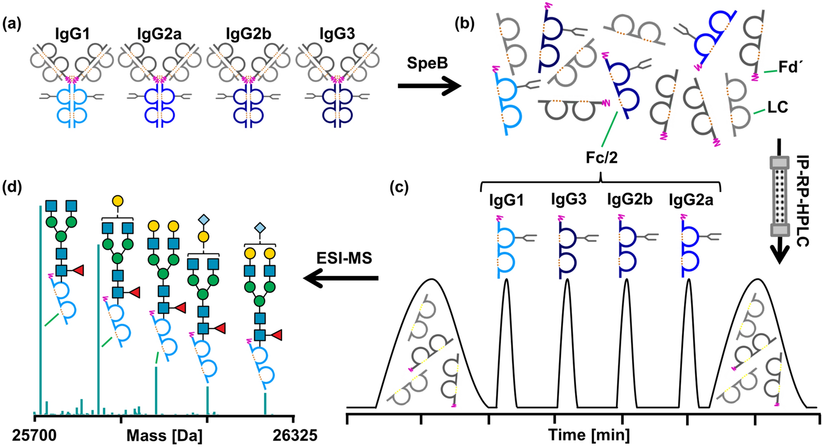 IgG binding assays using a purified IgG and b human serum. F, feed