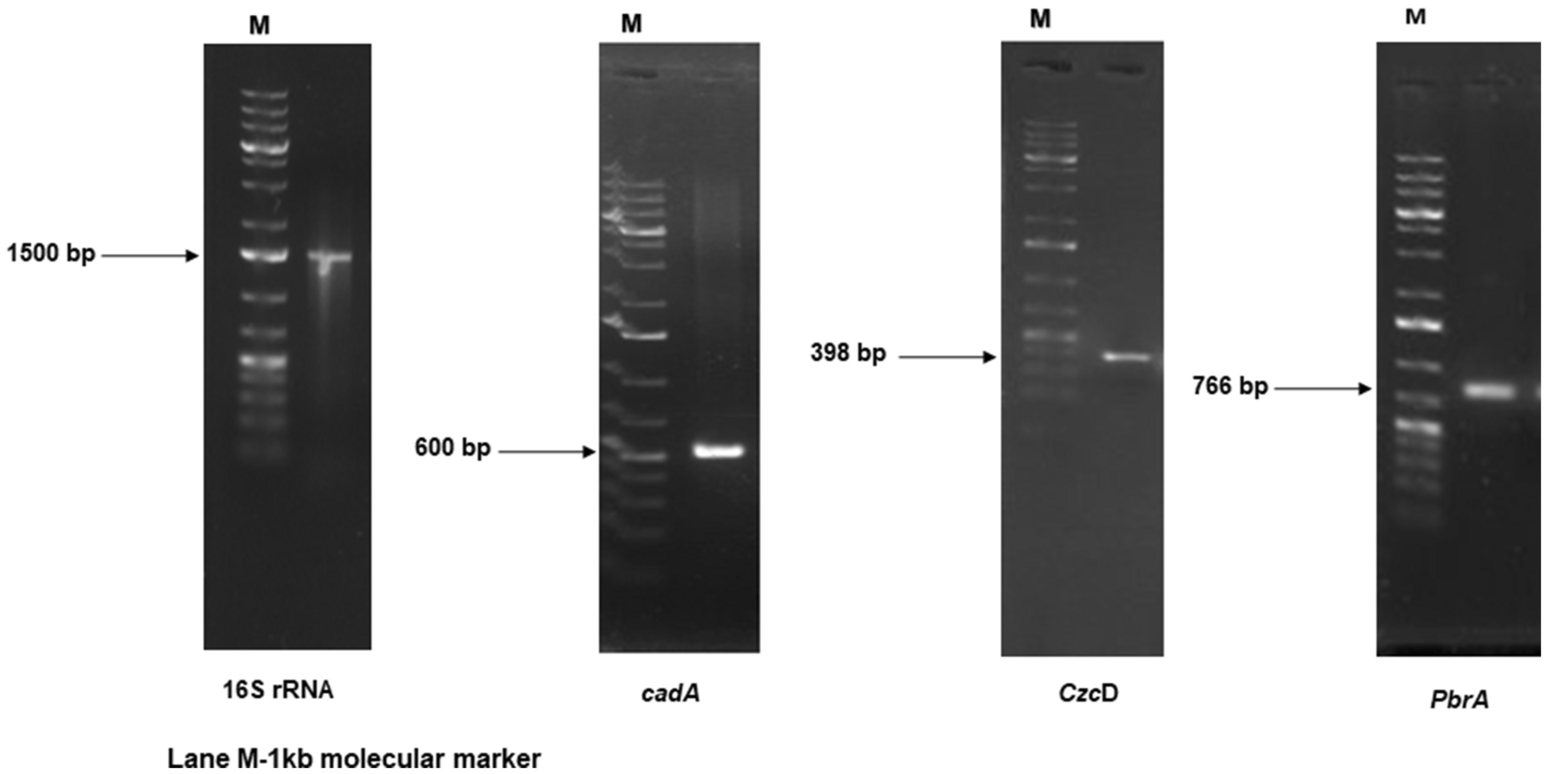 Genomic Analysis Of Bacillus Cereus Nwuab01 And Its Heavy Metal Removal From Polluted Soil Scientific Reports