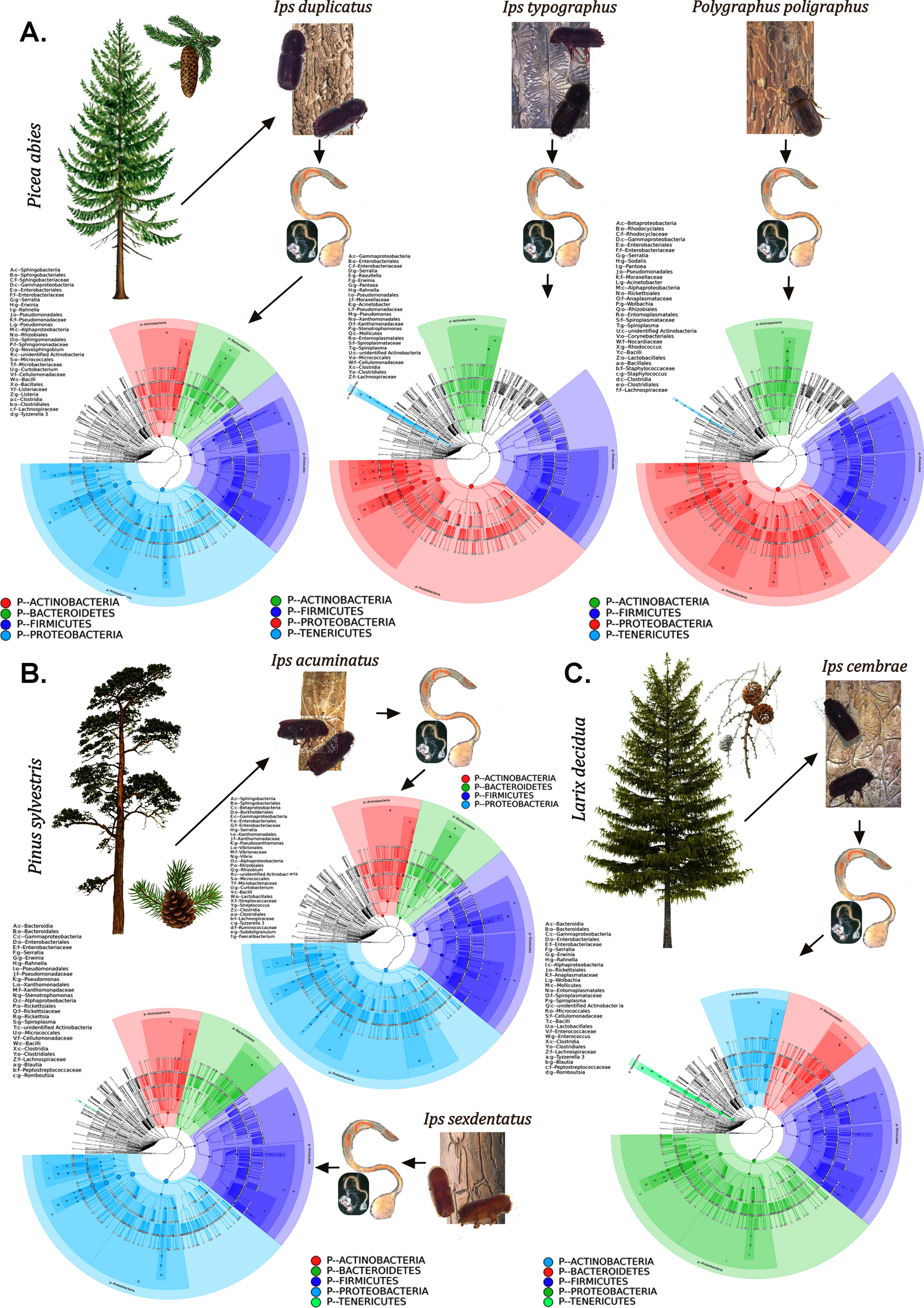 Unravelling The Gut Bacteriome Of Ips Coleoptera Curculionidae Scolytinae Identifying Core Bacterial Assemblage And Their Ecological Relevance Scientific Reports