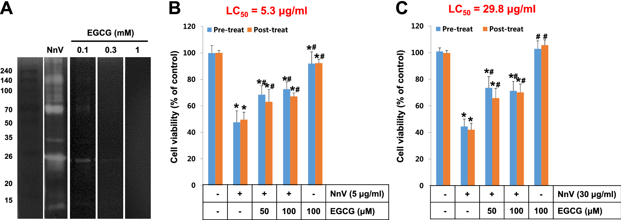 Protective Effect Of Epigallocatechin 3 Gallate Egcg On Toxic Metalloproteinases Mediated Skin Damage Induced By Scyphozoan Jellyfish Envenomation Scientific Reports