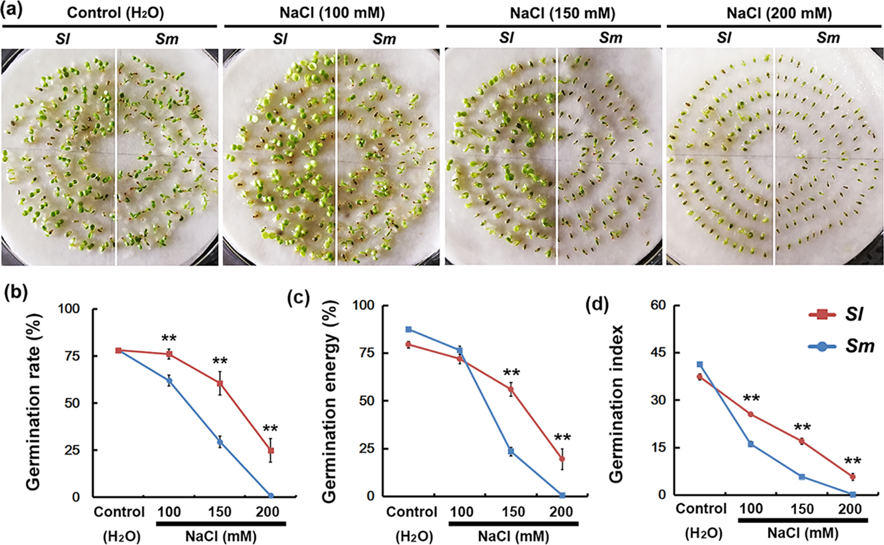Morphological And Physiological Responses Of Two Willow Species From Different Habitats To Salt Stress Scientific Reports