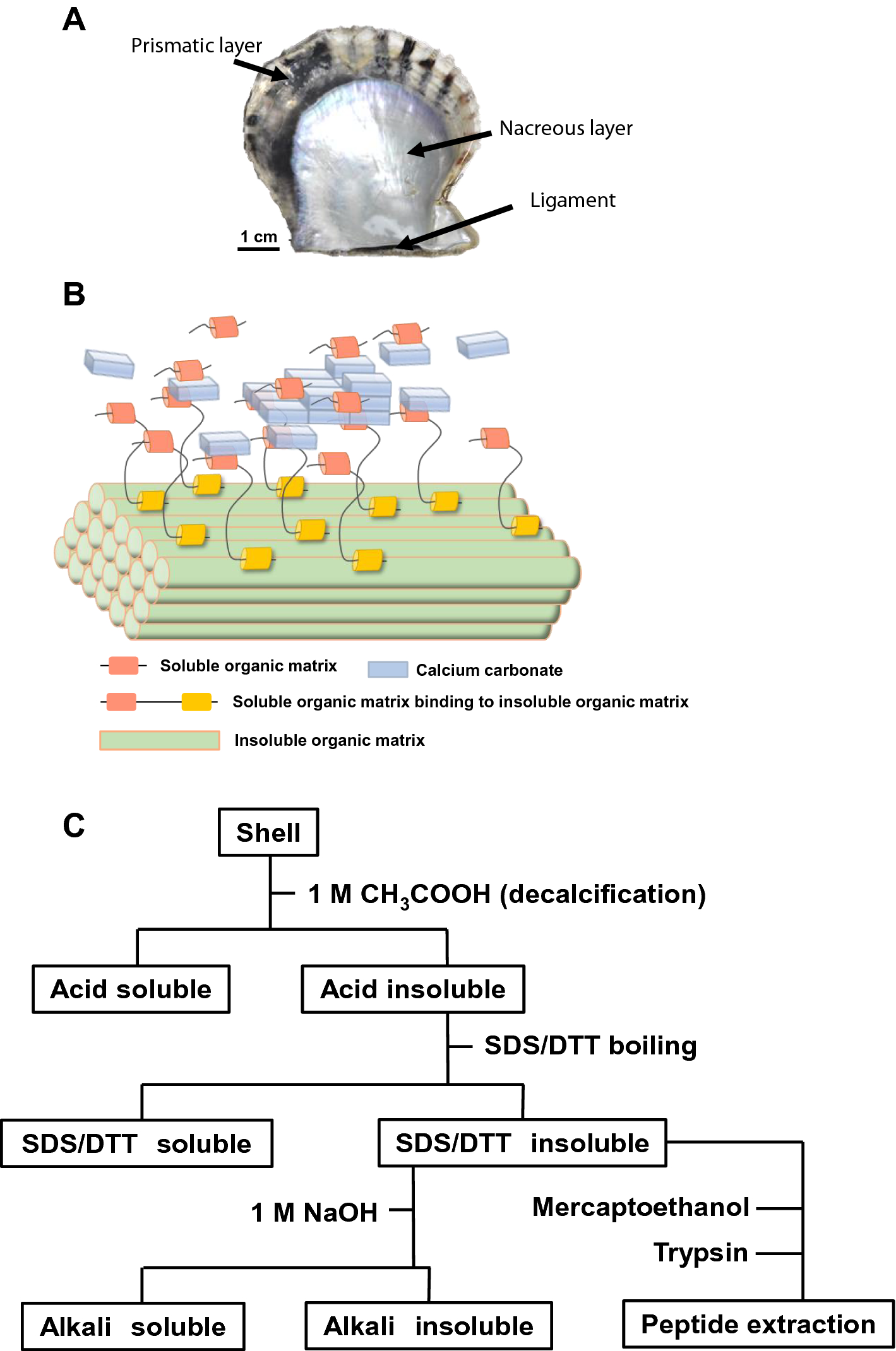 Identification Of Methionine Rich Insoluble Proteins In The Shell Of The Pearl Oyster Pinctada Fucata Scientific Reports Identification Of Methionine Rich Insoluble Proteins In The Shell Of The Pearl Oyster Pinctada Fucata Scientific Reports