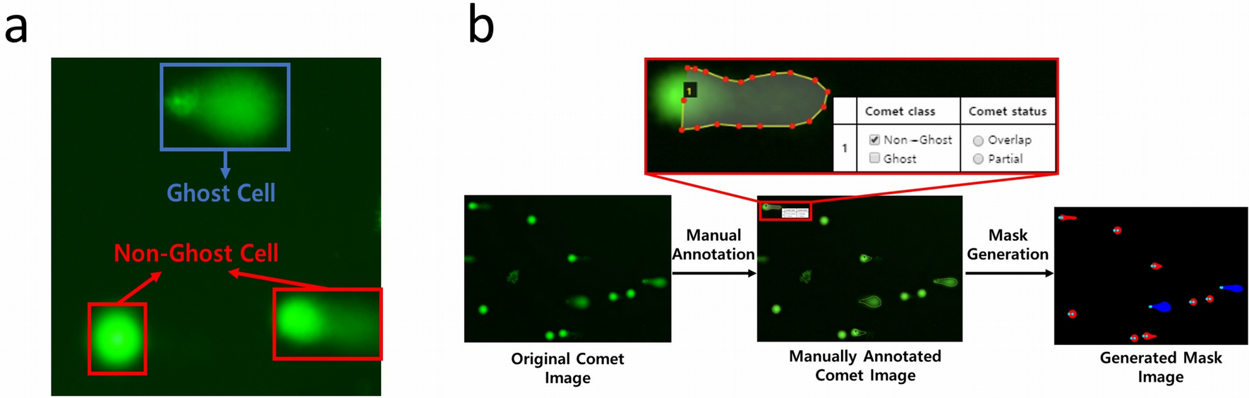 Deep learning method for comet segmentation and comet assay image analysis | Scientific Reports Deep learning method for comet segmentation and comet assay image analysis | Scientific Reports