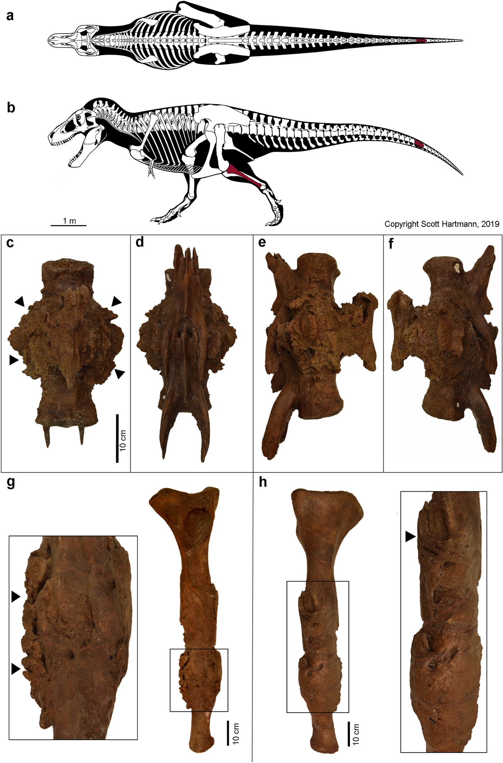 Tarbosaurus getting Leg-Checked by an Ankylosaur