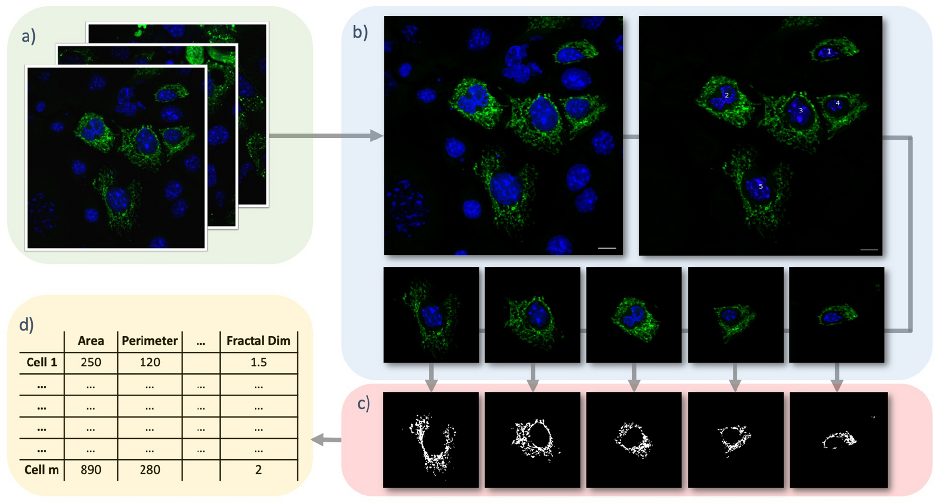 Mito Hacker: a set of tools to enable high-throughput analysis of  mitochondrial network morphology | Scientific Reports