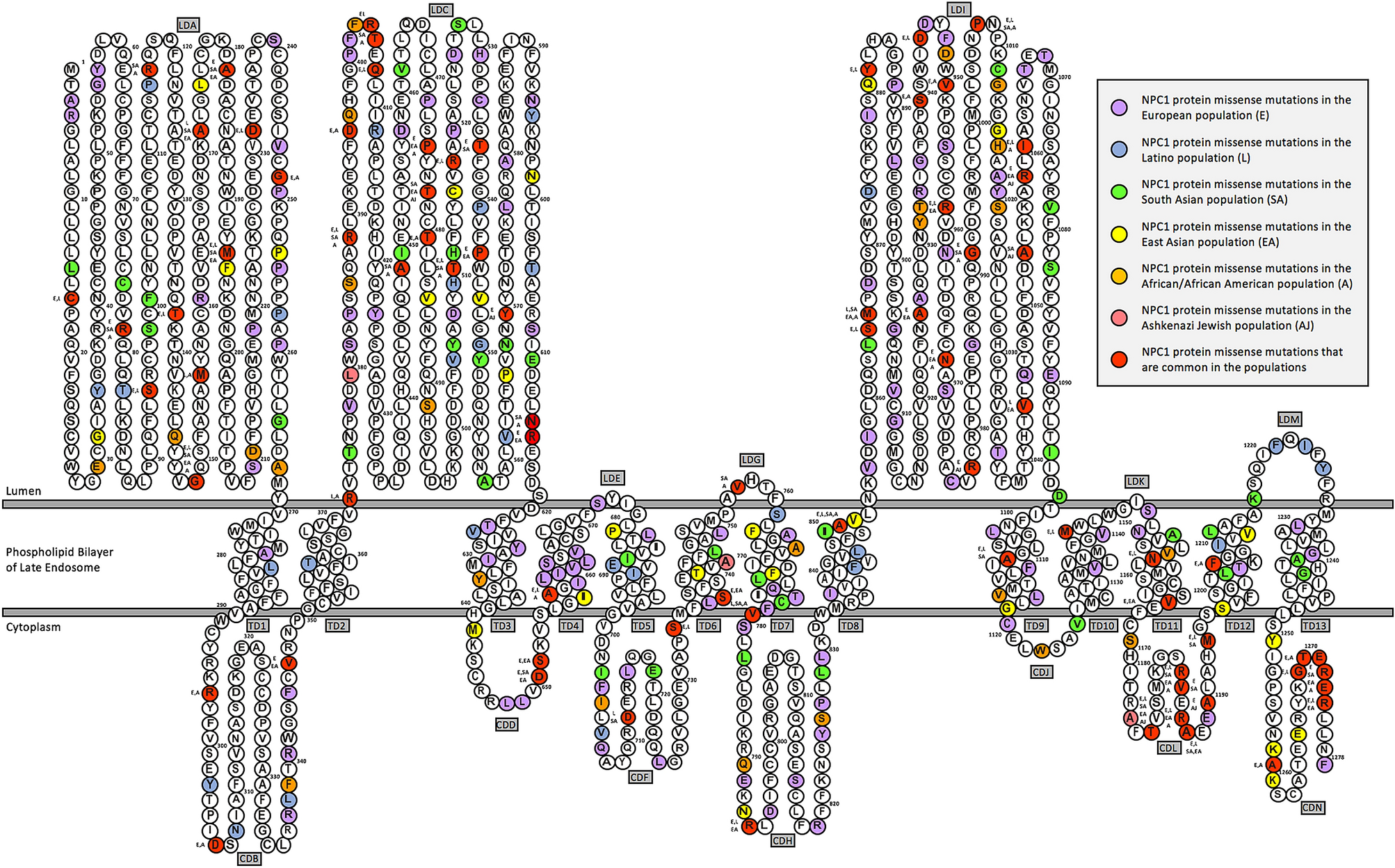 Signatures of natural selection and ethnic-specific prevalence of