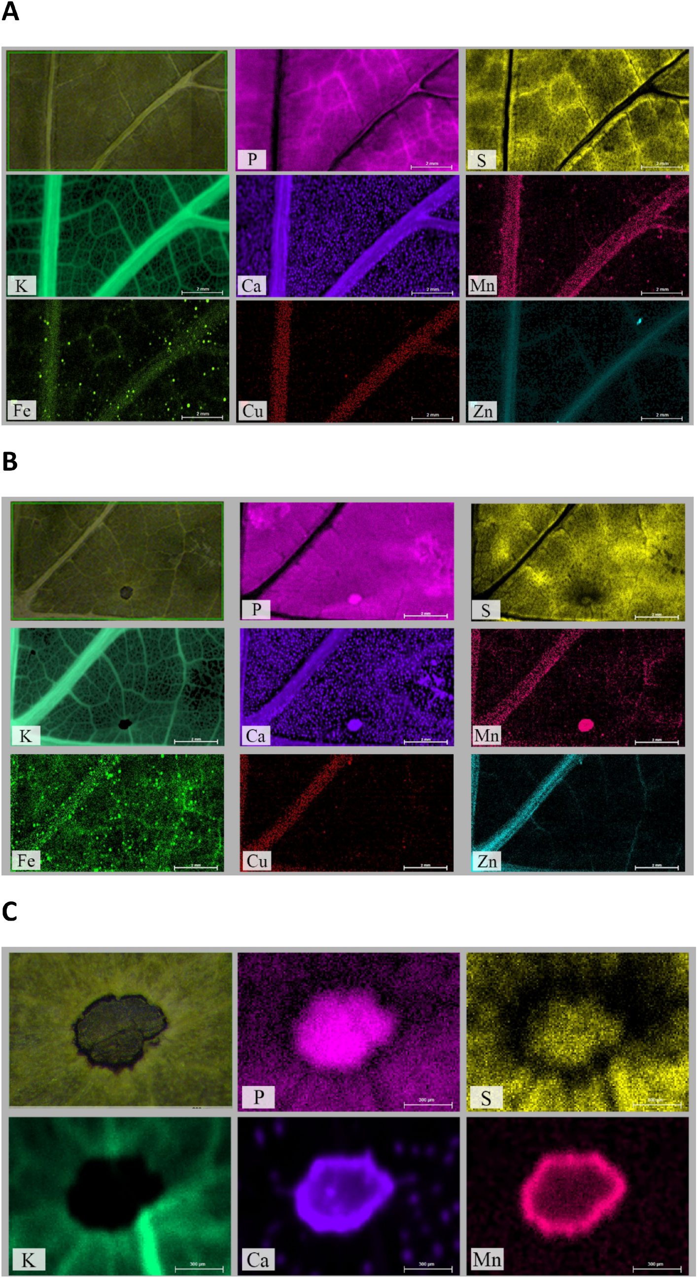 Plasmopara viticola infection affects mineral elements allocation and  distribution in Vitis vinifera leaves | Scientific Reports