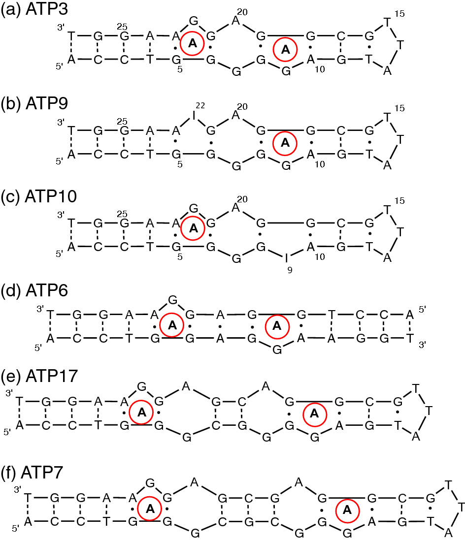 Thermodynamic Analysis Of Cooperative Ligand Binding By The Atp-Binding Dna  Aptamer Indicates A Population-Shift Binding Mechanism | Scientific Reports Thermodynamic Analysis Of Cooperative Ligand Binding By The Atp-Binding Dna  Aptamer Indicates A Population-Shift Binding Mechanism | Scientific Reports