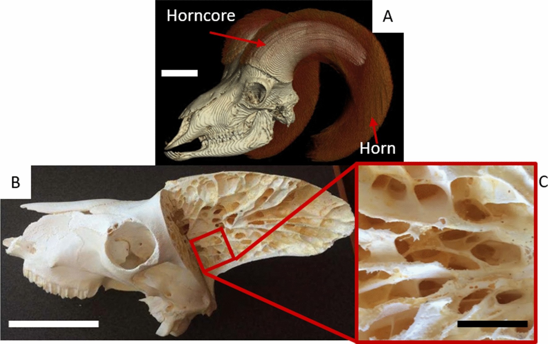 Bioinspired material architectures from bighorn sheep horncore velar bone  for impact loading applications | Scientific Reports