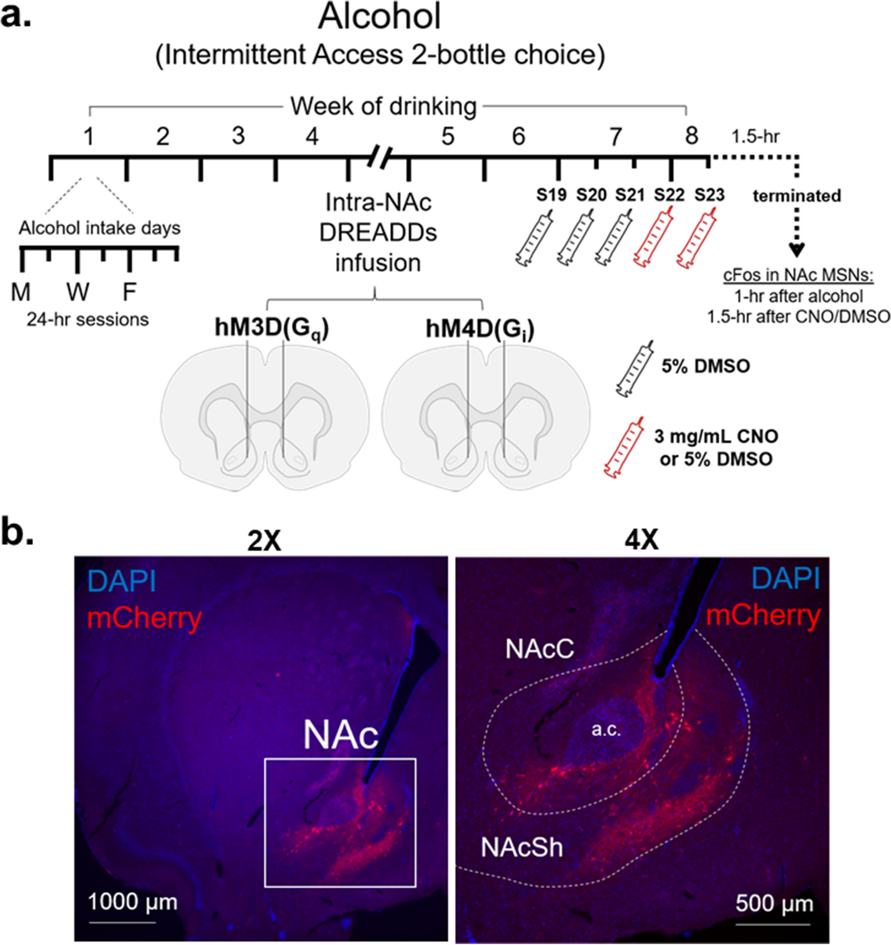 Chemogenetic selective manipulation of nucleus accumbens medium spiny  neurons bidirectionally controls alcohol intake in male and female rats |  Scientific Reports