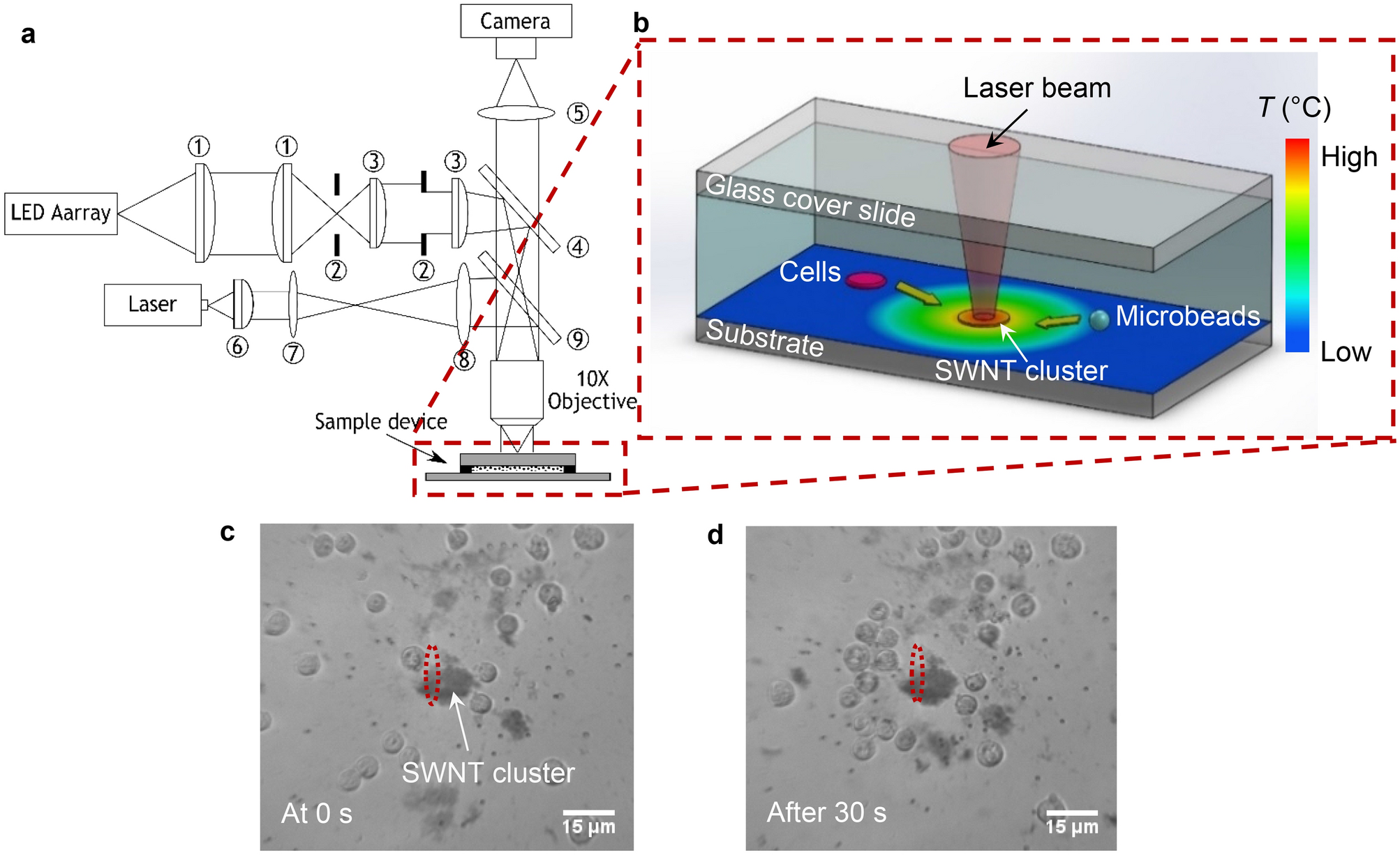 Color online) Temperature dependence of the hyperr sonic velocity