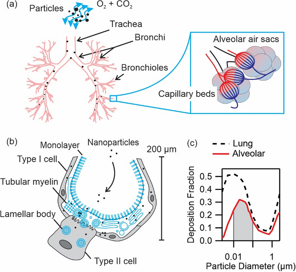 Pulmonary surfactant inhibition of nanoparticle uptake by alveolar  epithelial cells | Scientific Reports