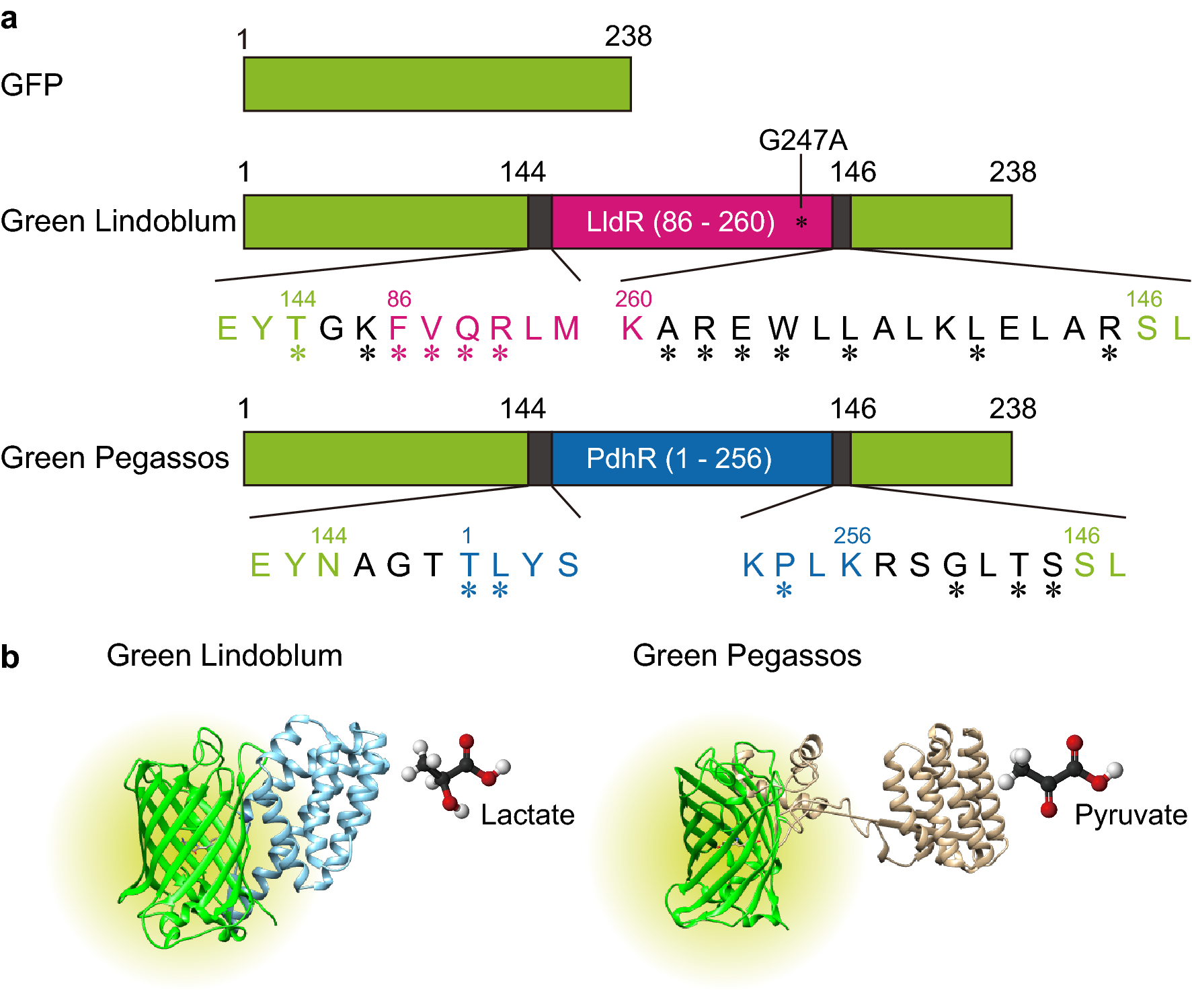 Green fluorescent protein-based lactate and pyruvate indicators suitable  for biochemical assays and live cell imaging | Scientific Reports