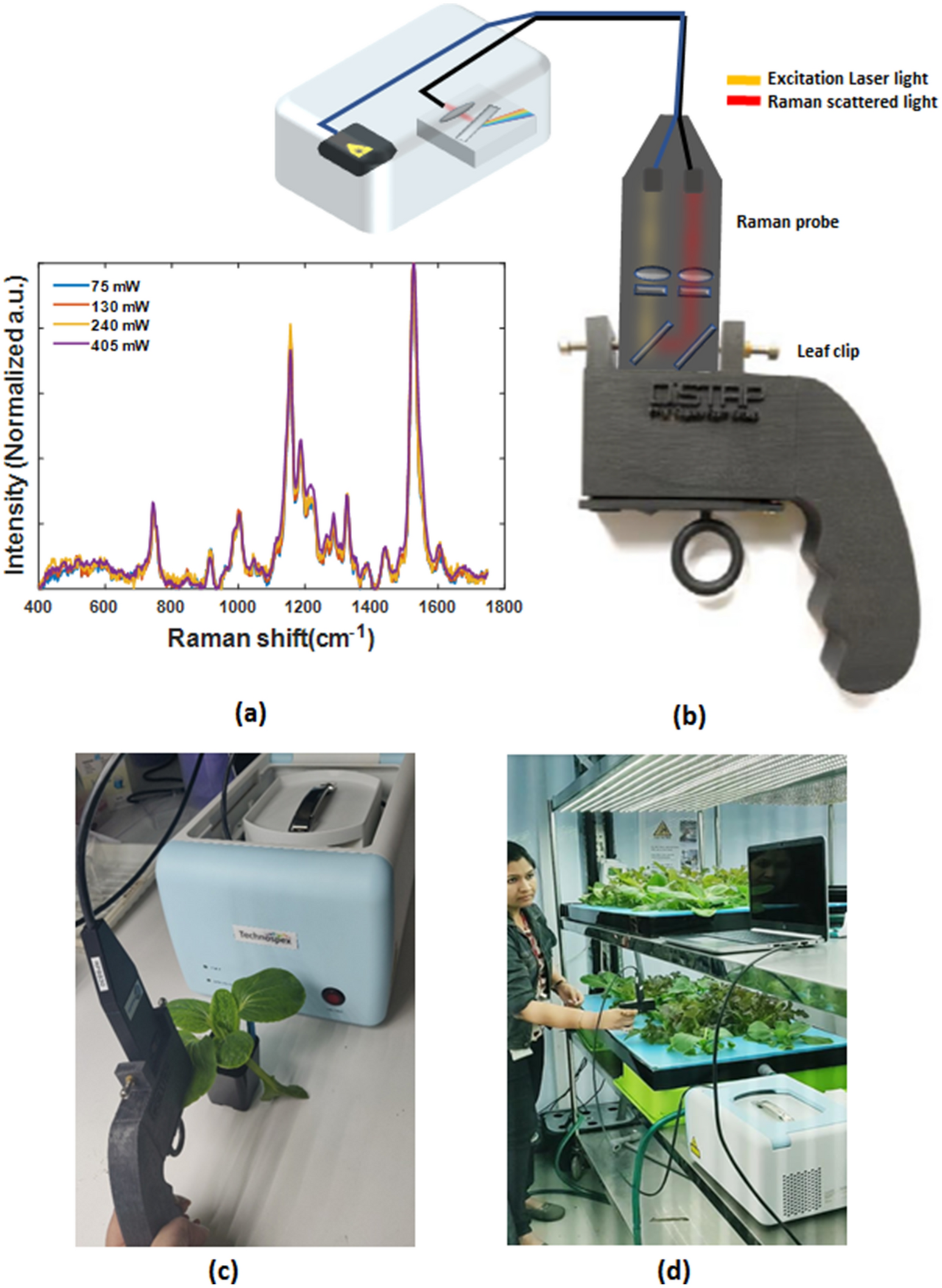 Portable Raman Leaf Clip Sensor For Rapid Detection Of Plant Stress Scientific Reports