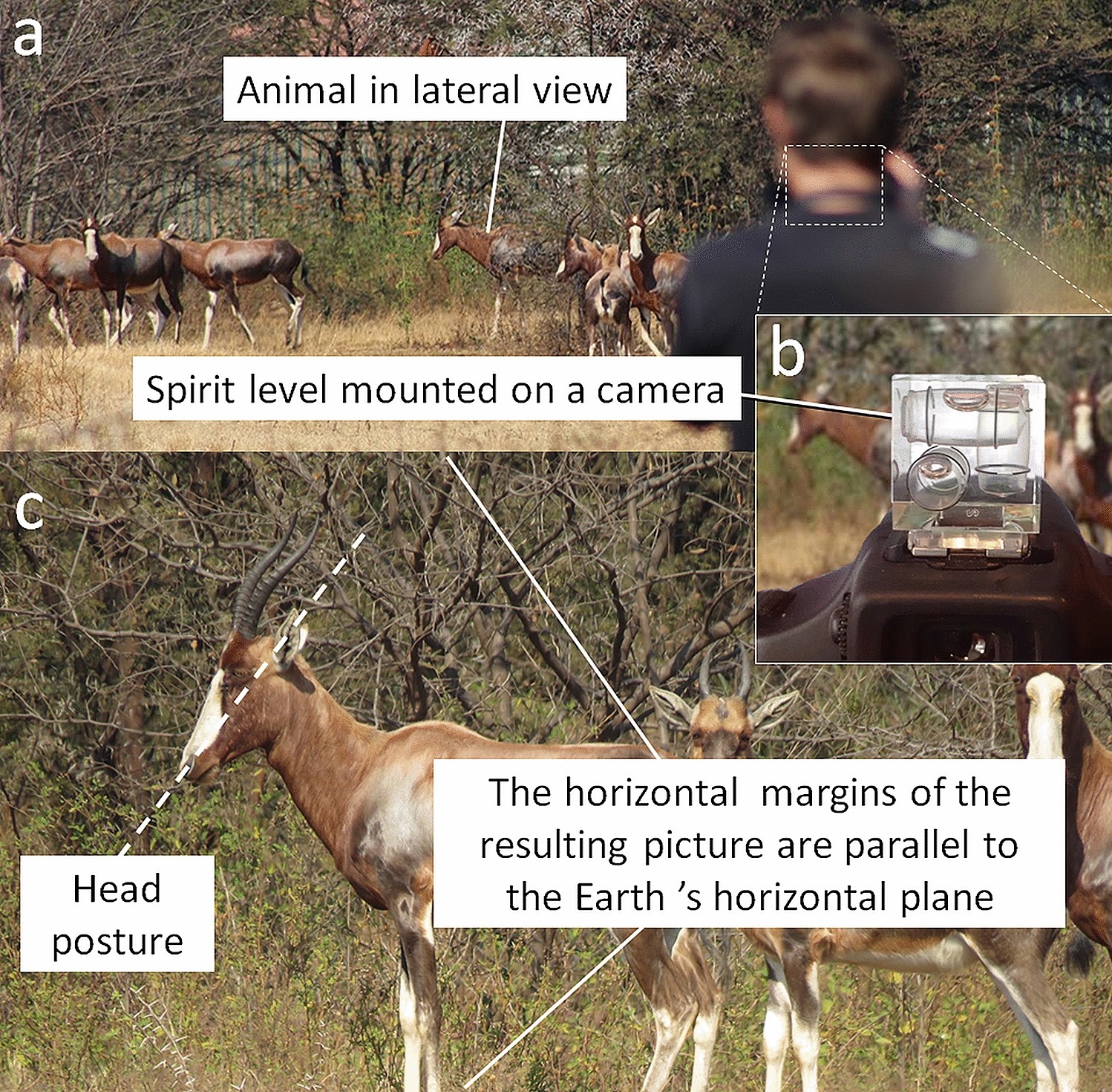 A test of the lateral semicircular canal correlation to head posture, diet  and other biological traits in “ungulate” mammals | Scientific Reports