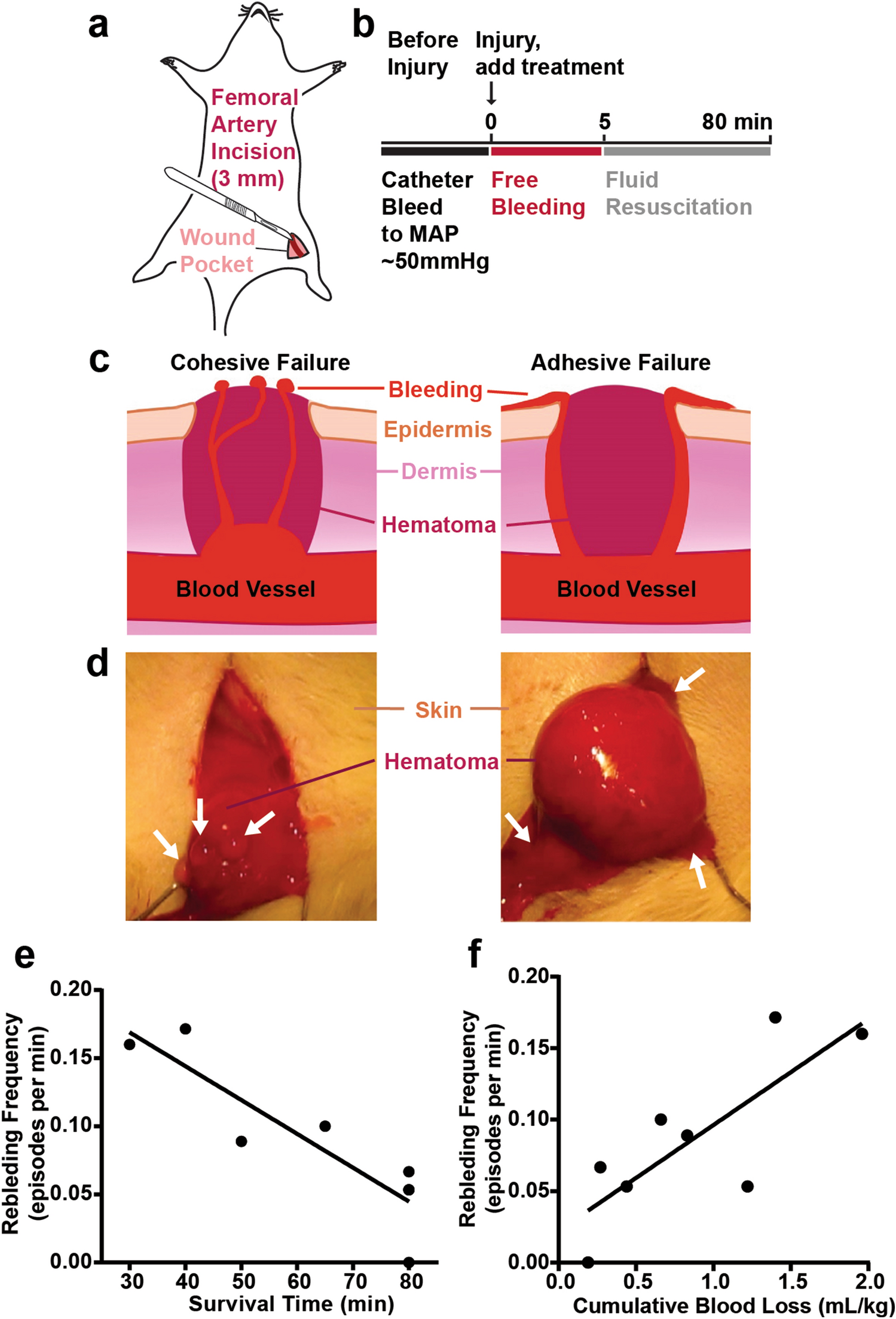 The adhesion of clots in wounds contributes to hemostasis and can be  enhanced by coagulation factor XIII | Scientific Reports