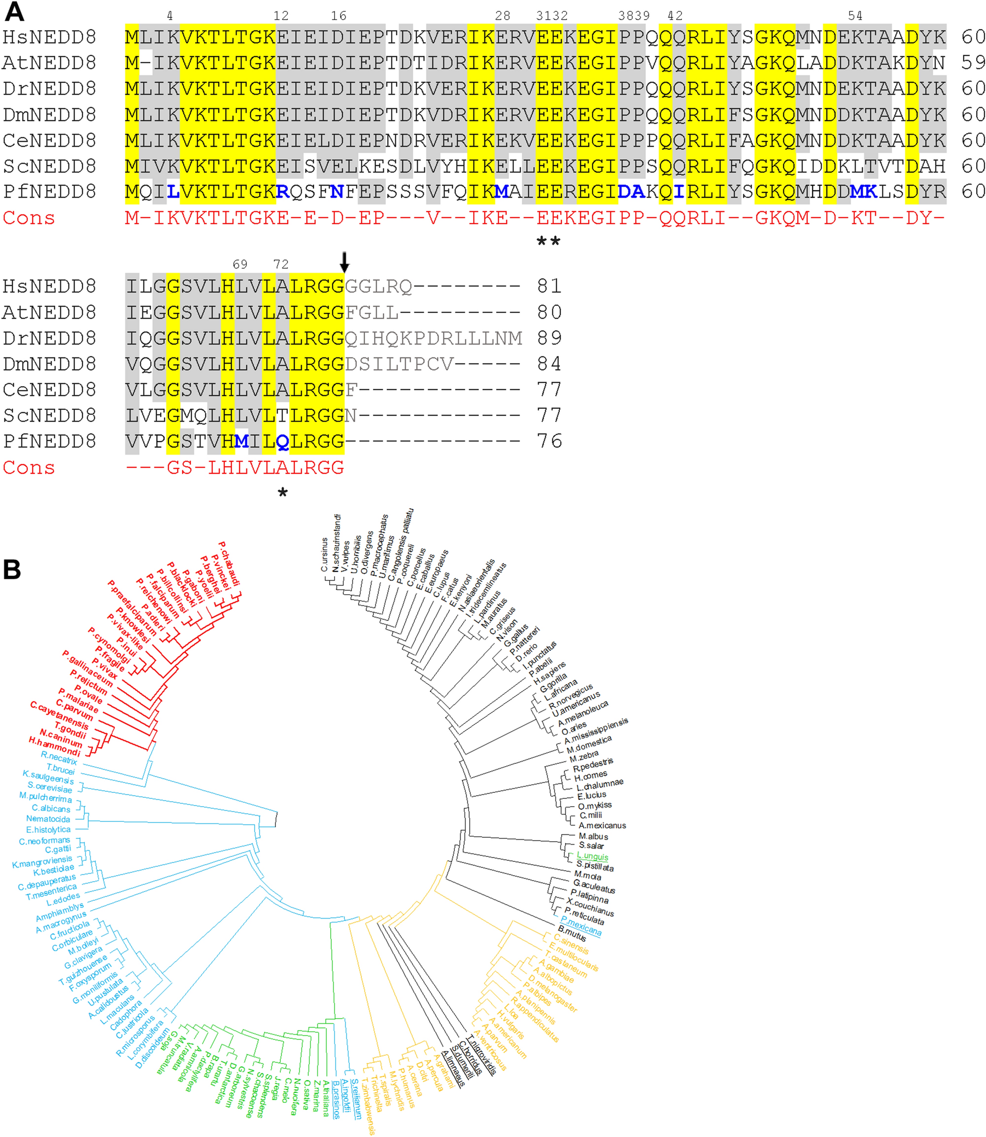Characterization Of Plasmodium Falciparum Nedd8 And Identification Of Cullins As Its Substrates Scientific Reports Characterization Of Plasmodium Falciparum Nedd8 And Identification Of Cullins As Its Substrates Scientific Reports