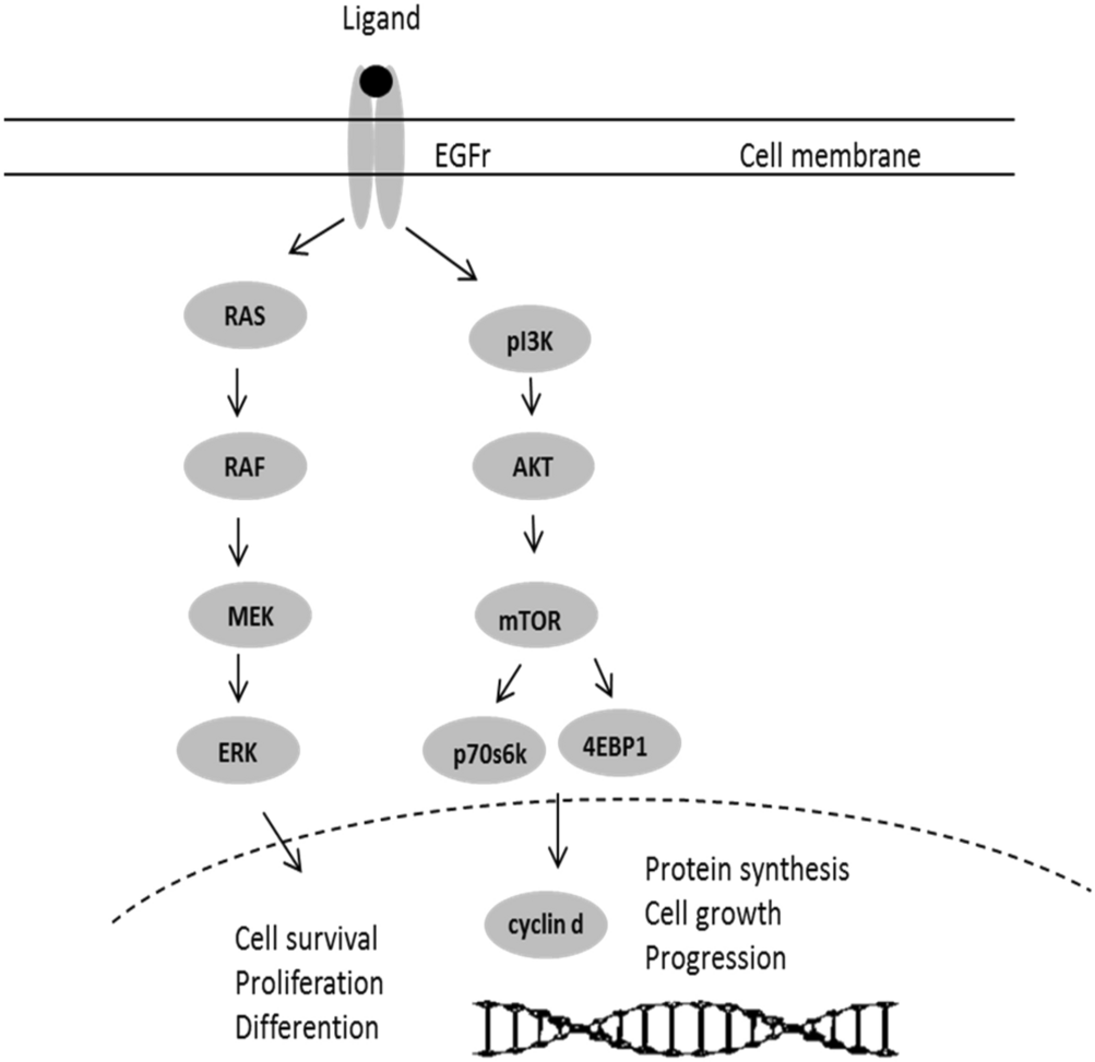 The ERK Signal Transduction Pathway: R&D Systems