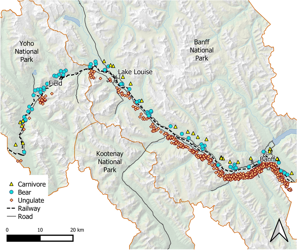 Railway mortality for several mammal species increases with train speed,  proximity to water, and track curvature | Scientific Reports
