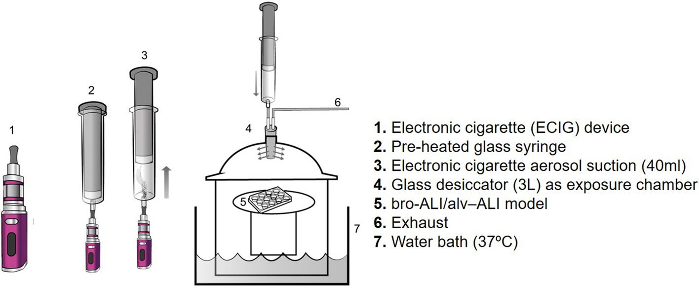 Addressing the challenges of E-cigarette safety profiling by assessment of  pulmonary toxicological response in bronchial and alveolar mucosa models |  Scientific Reports