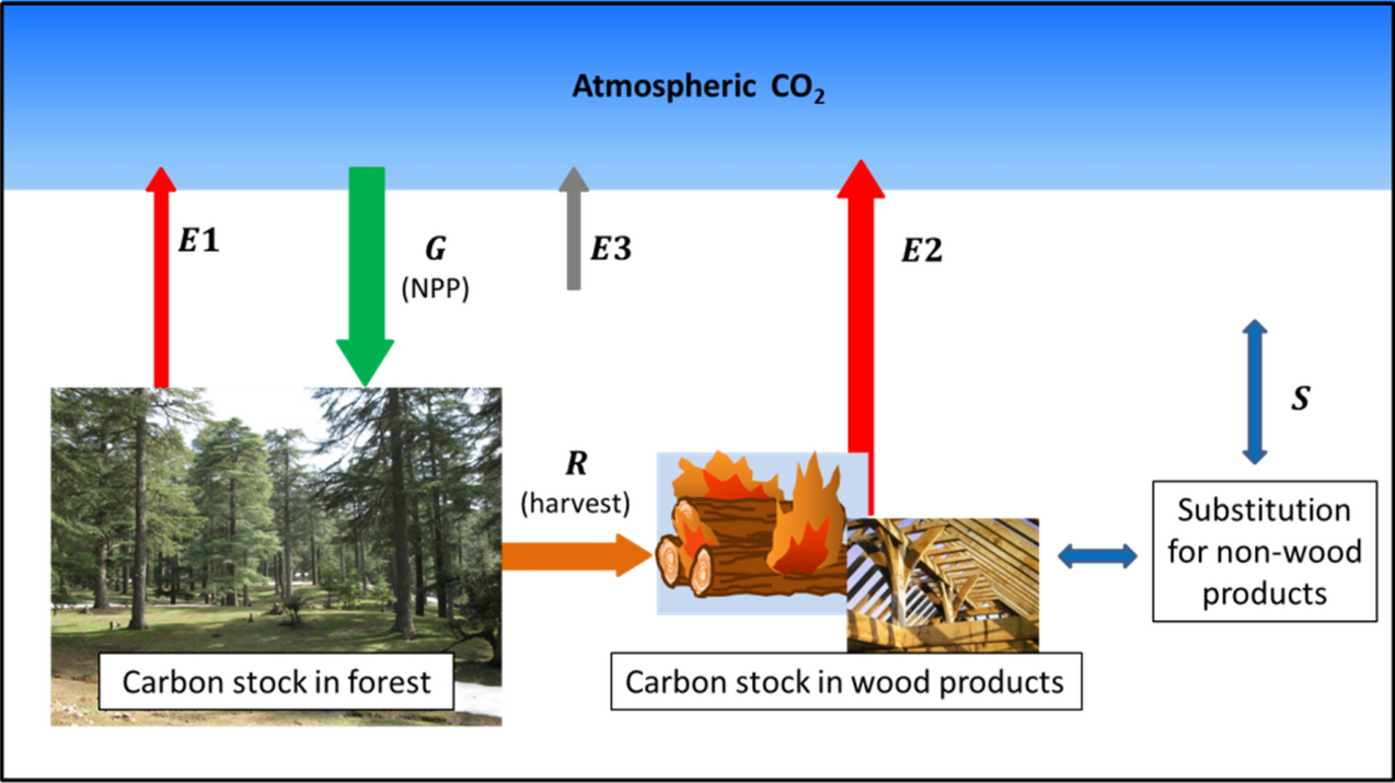 stages of the carbon cycle