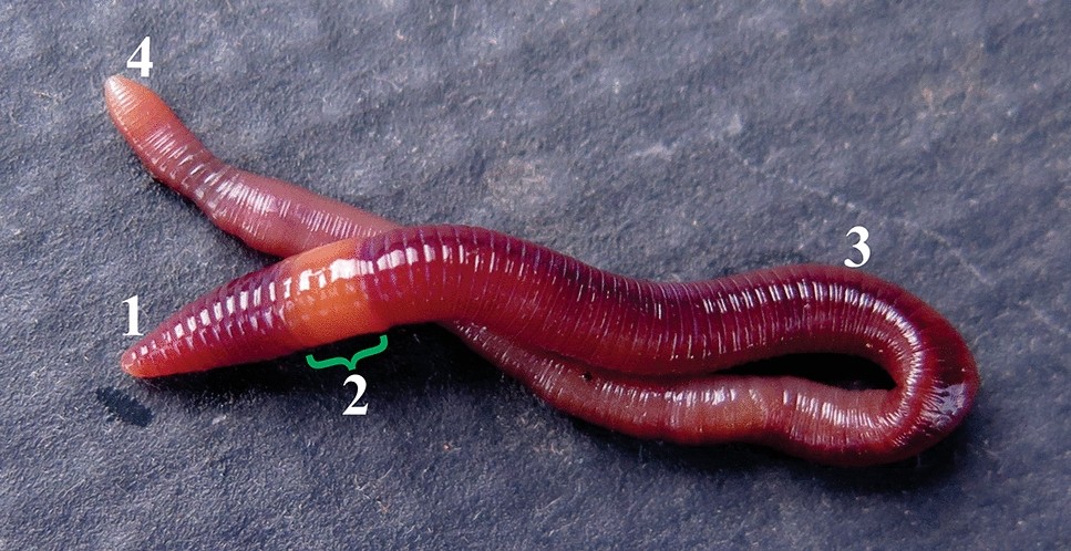 Exploring the effect of UV-C radiation on earthworm and