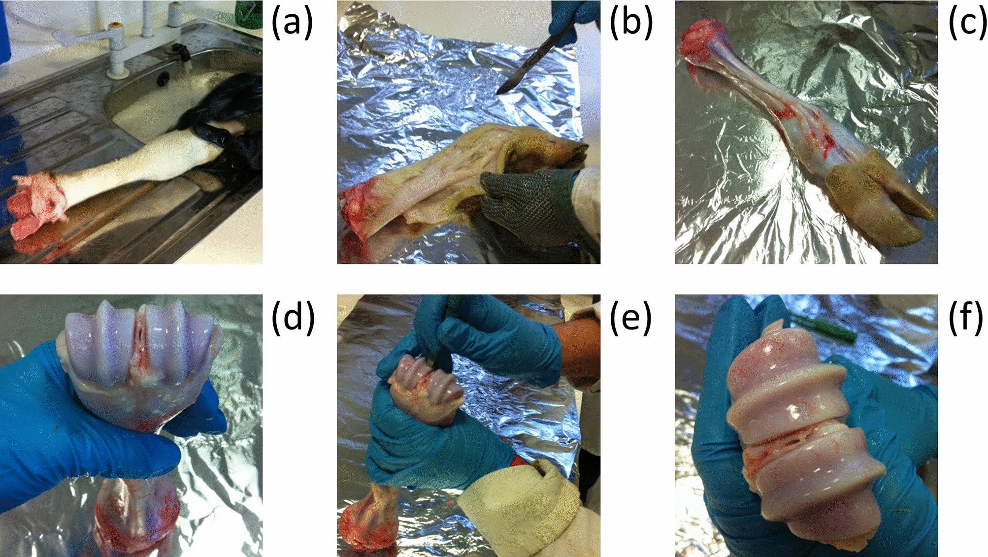 Rheometer Enabled Study Of Cartilage Frequency Dependent Properties Scientific Reports