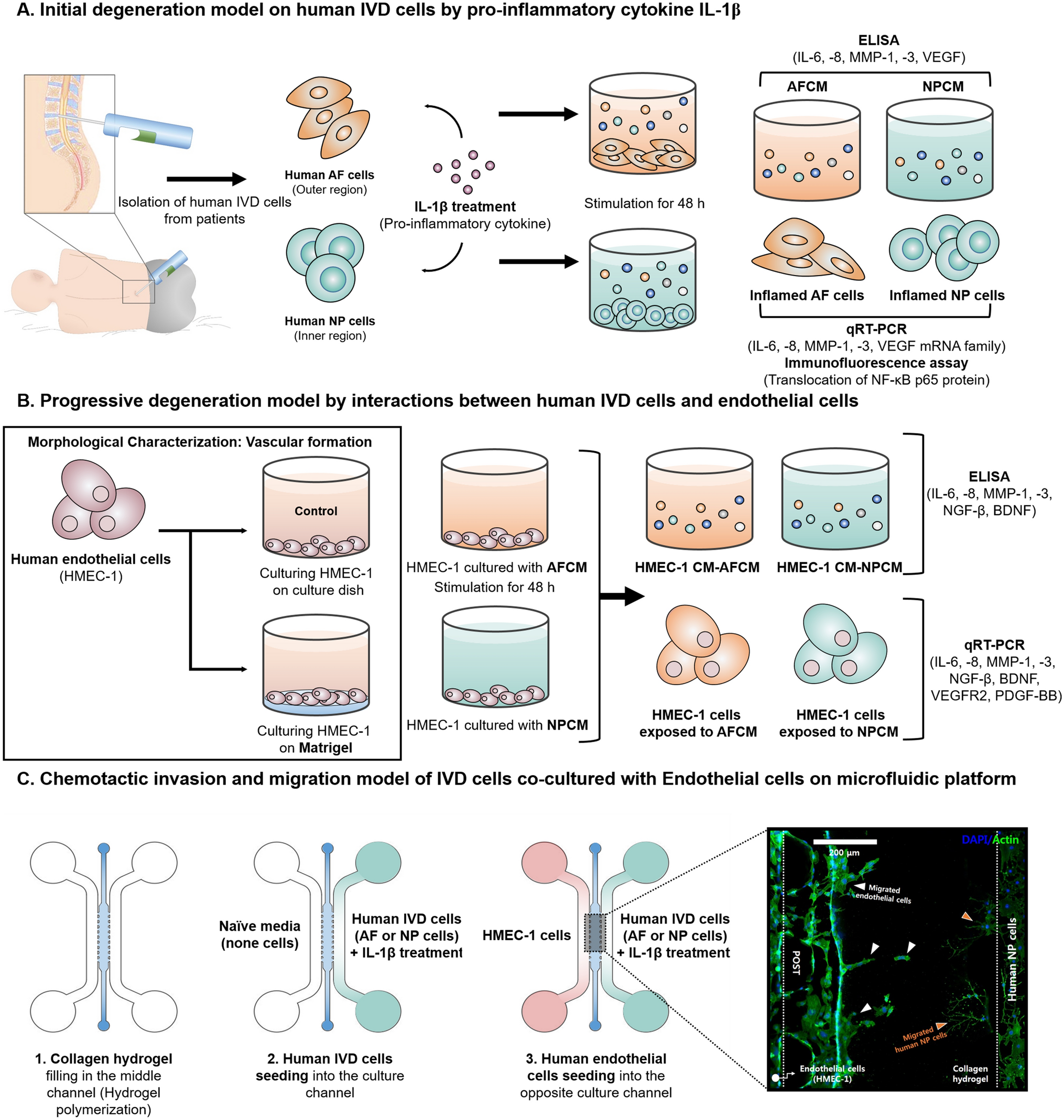 In vitro model of distinct catabolic and inflammatory response 