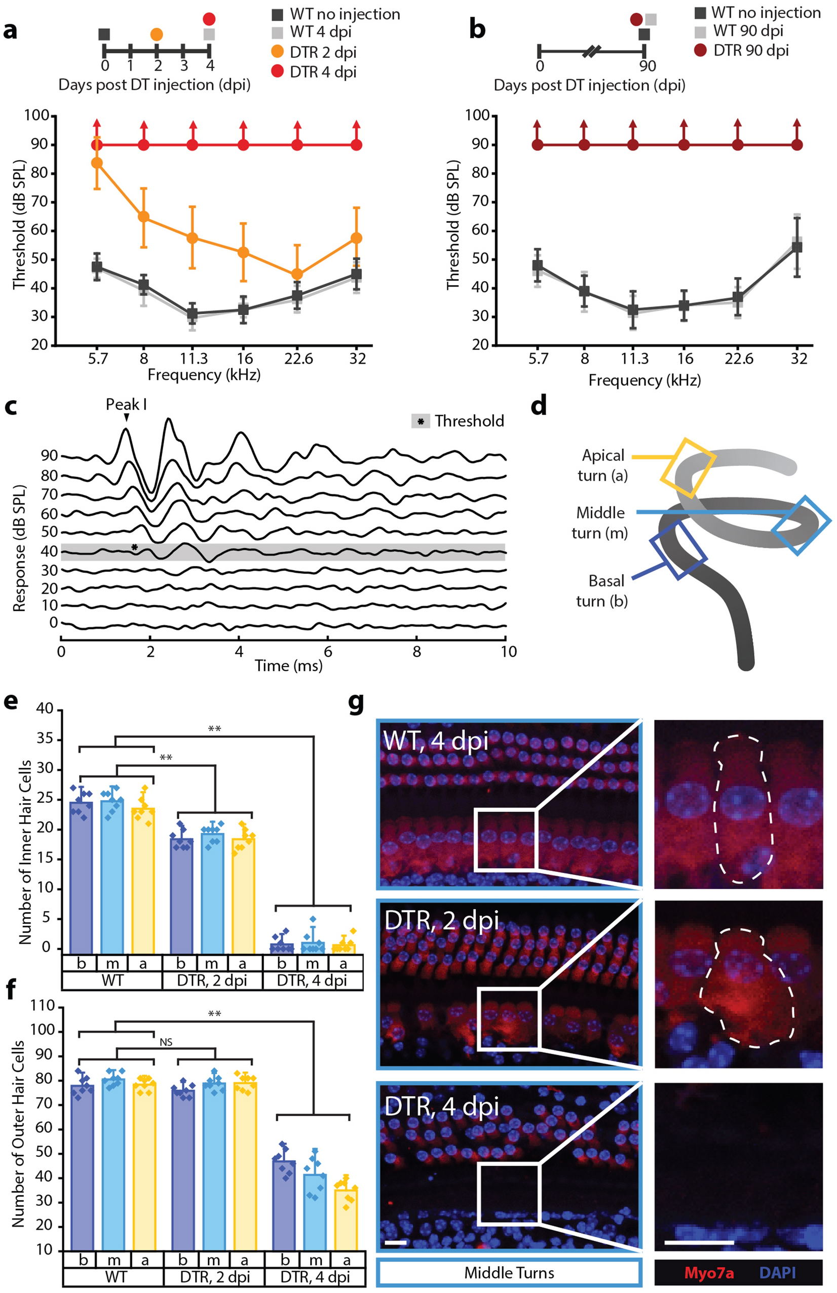 Effects of cochlear hair cell ablation on spatial learning/memory |  Scientific Reports