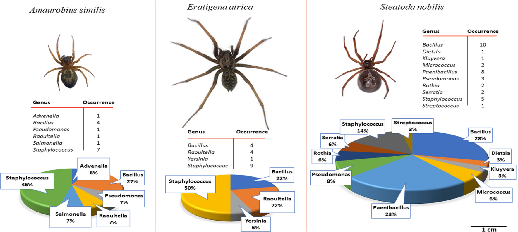 Synanthropic spiders, including the global invasive noble false widow  Steatoda nobilis, are reservoirs for medically important and antibiotic  resistant bacteria