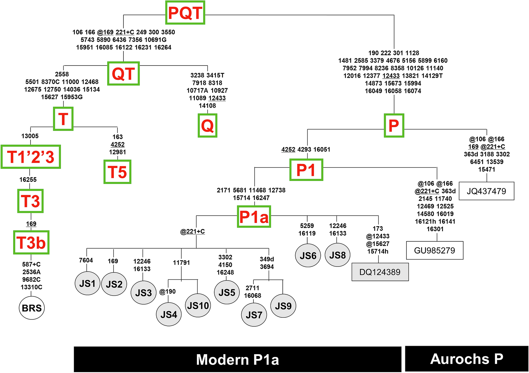 Cattle mitogenome variation reveals a post-glacial expansion of haplogroup  P and an early incorporation into northeast Asian domestic herds |  Scientific Reports