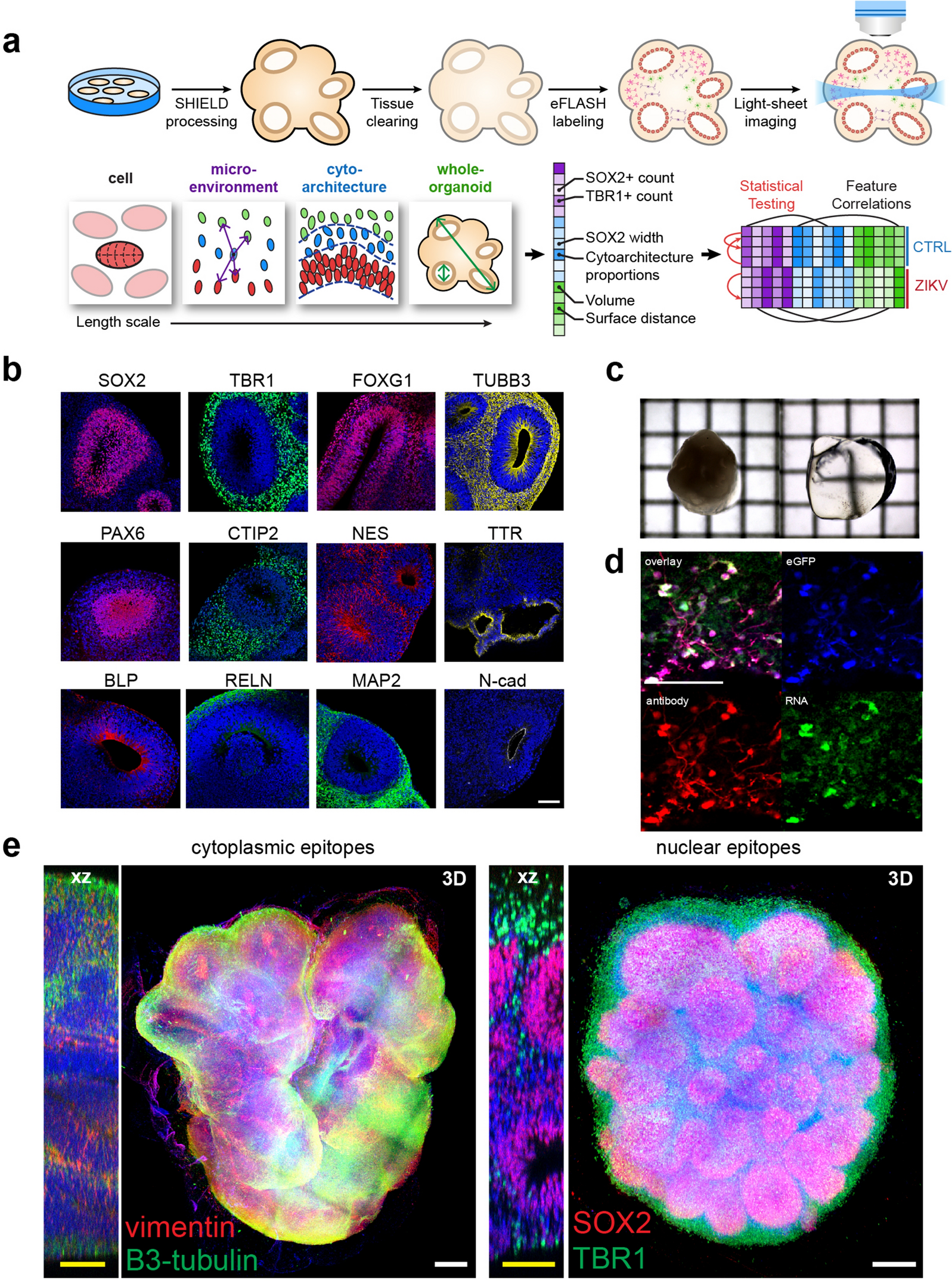 Brain-Region-Specific Organoids Using Mini-bioreactors for Modeling ZIKV  Exposure: Cell