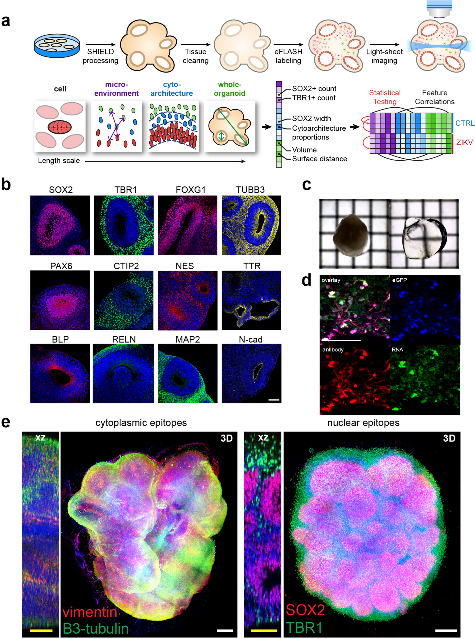 2d to 3d conversion in cortex 2d to 3d conversion in cortex