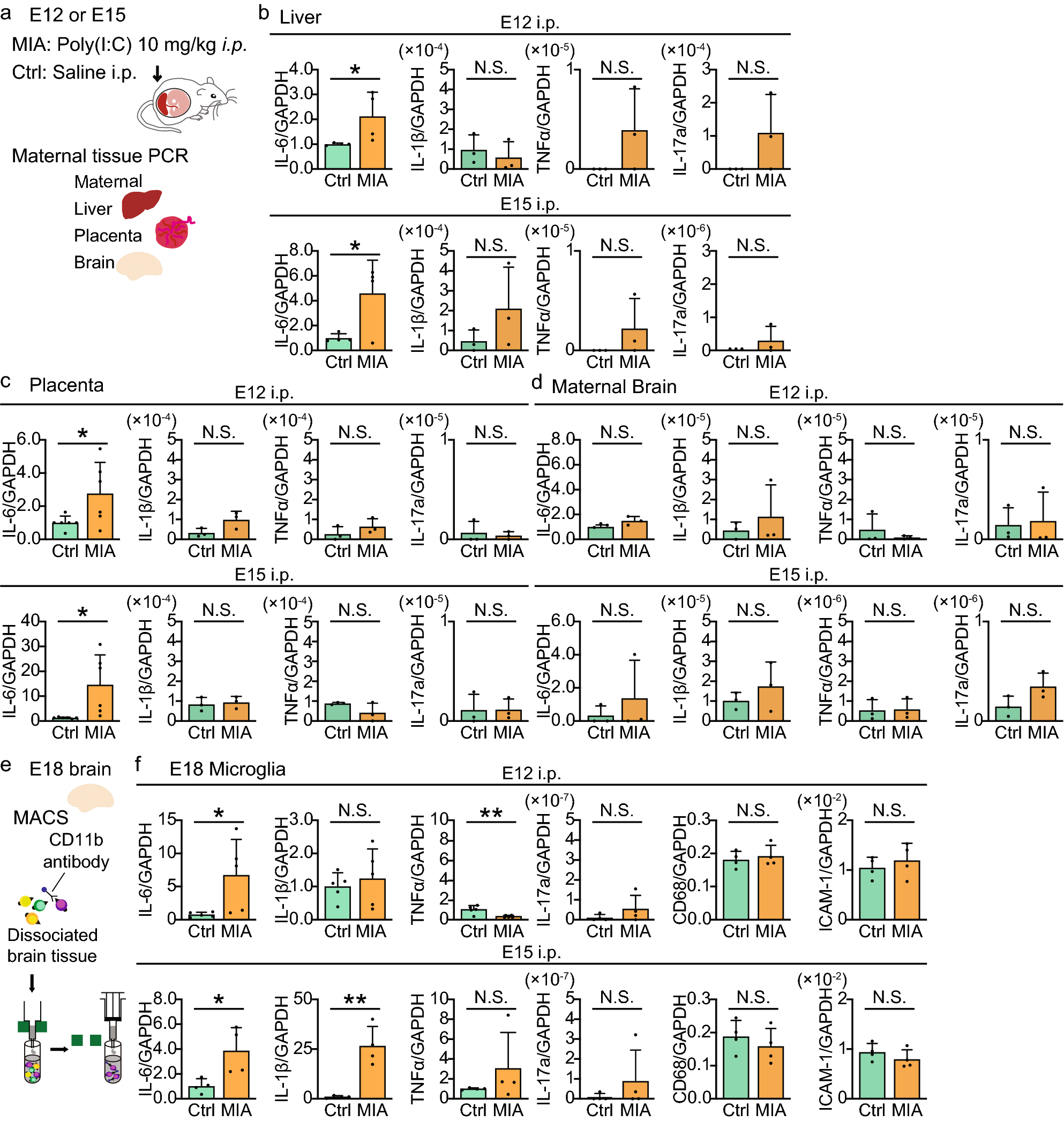 Maternal Immune Activation Induces Sustained Changes In Fetal Microglia Motility Scientific Reports