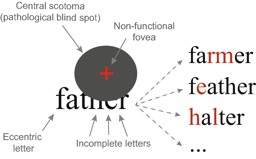 The Inhibitory Effect Of Word Neighborhood Size When Reading With Central Field Loss Is Modulated By Word Predictability And Reading Proficiency Scientific Reports The Inhibitory Effect Of Word Neighborhood Size When Reading With Central Field Loss Is Modulated By Word Predictability And Reading Proficiency Scientific Reports