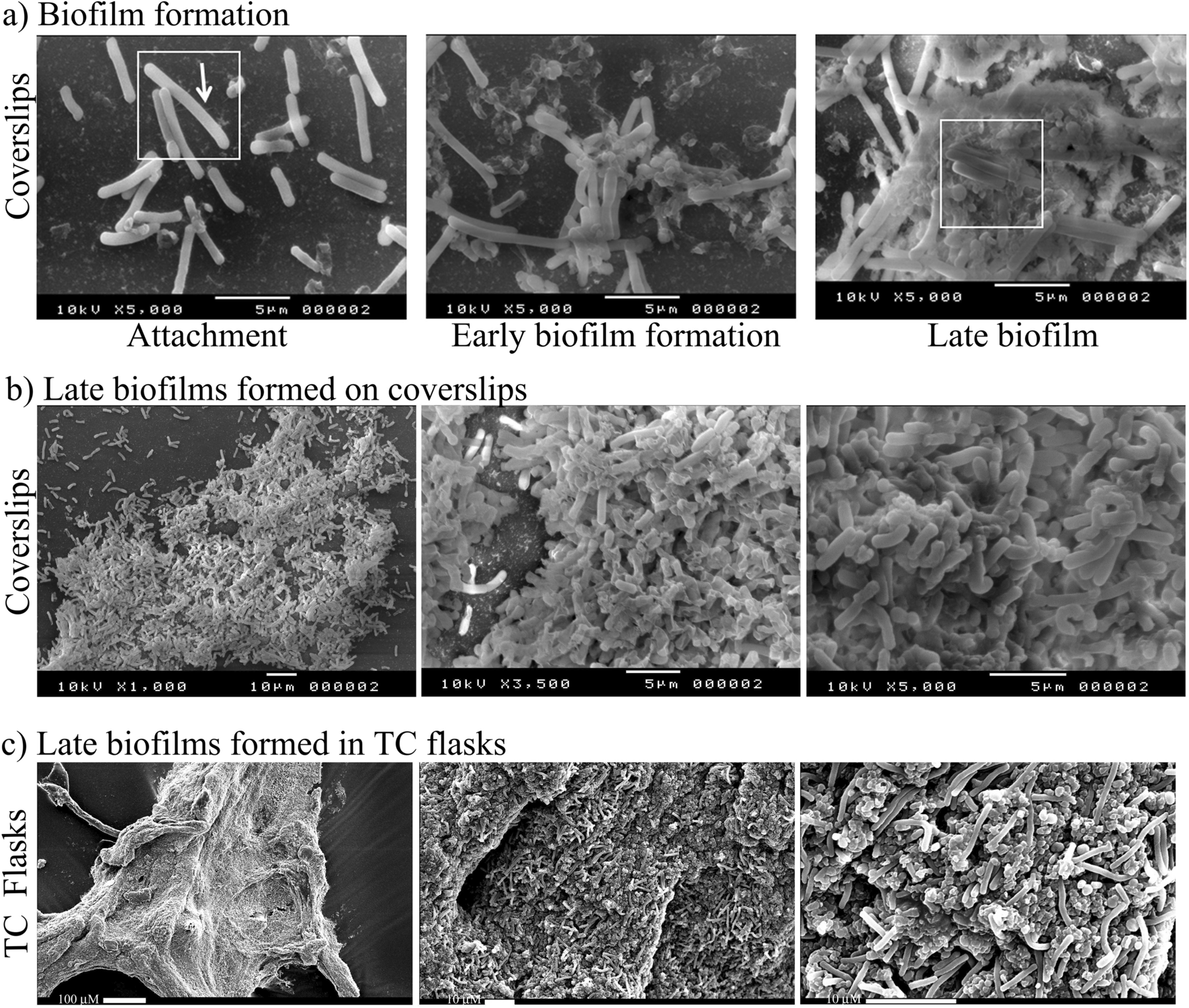 Extracellular DNA, cell surface proteins and c-di-GMP promote biofilm  formation in Clostridioides difficile | Scientific Reports