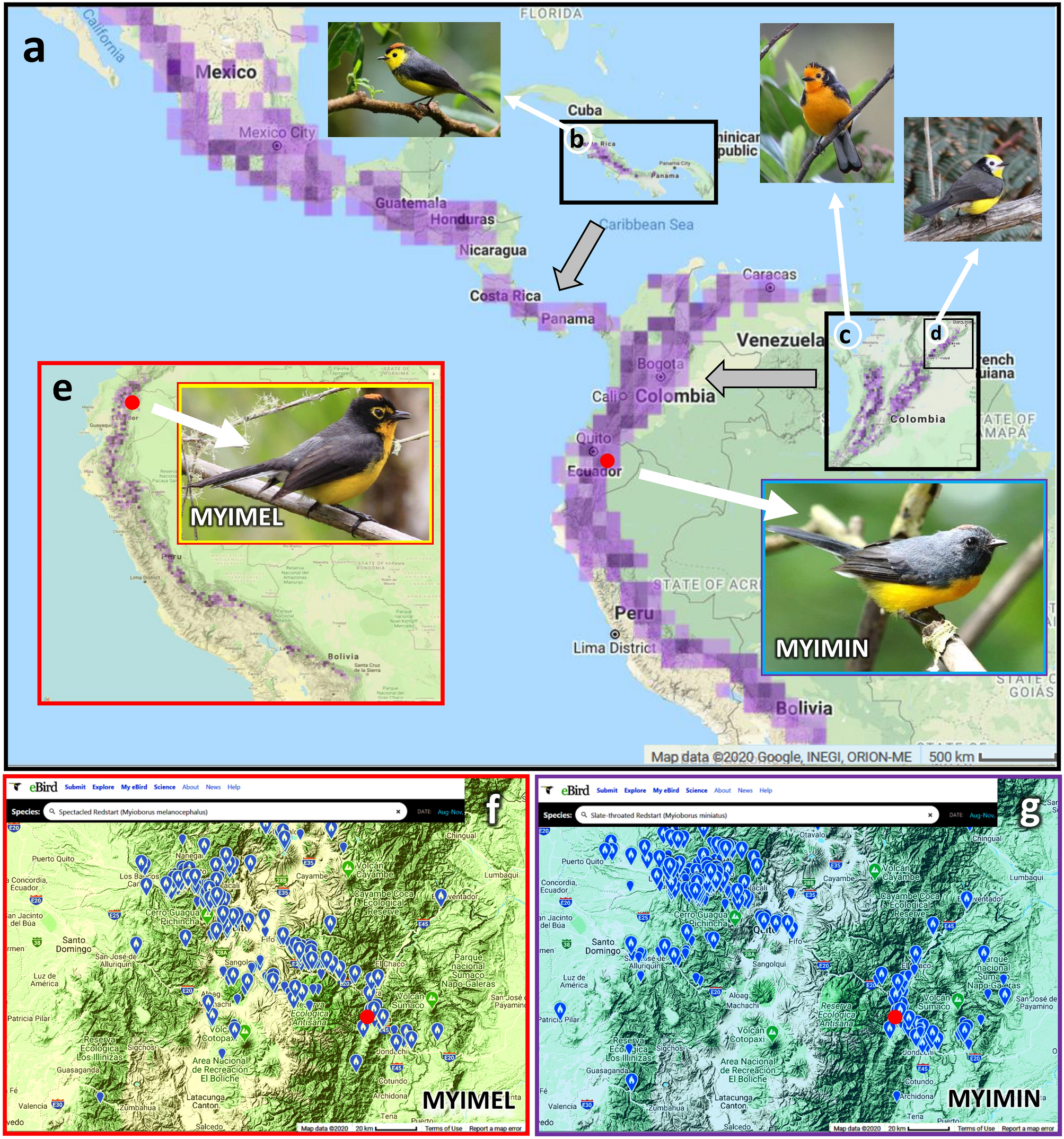 PDF) Bird species that occupy river edge in continuous forest tend to be less sensitive to forest fragmentation