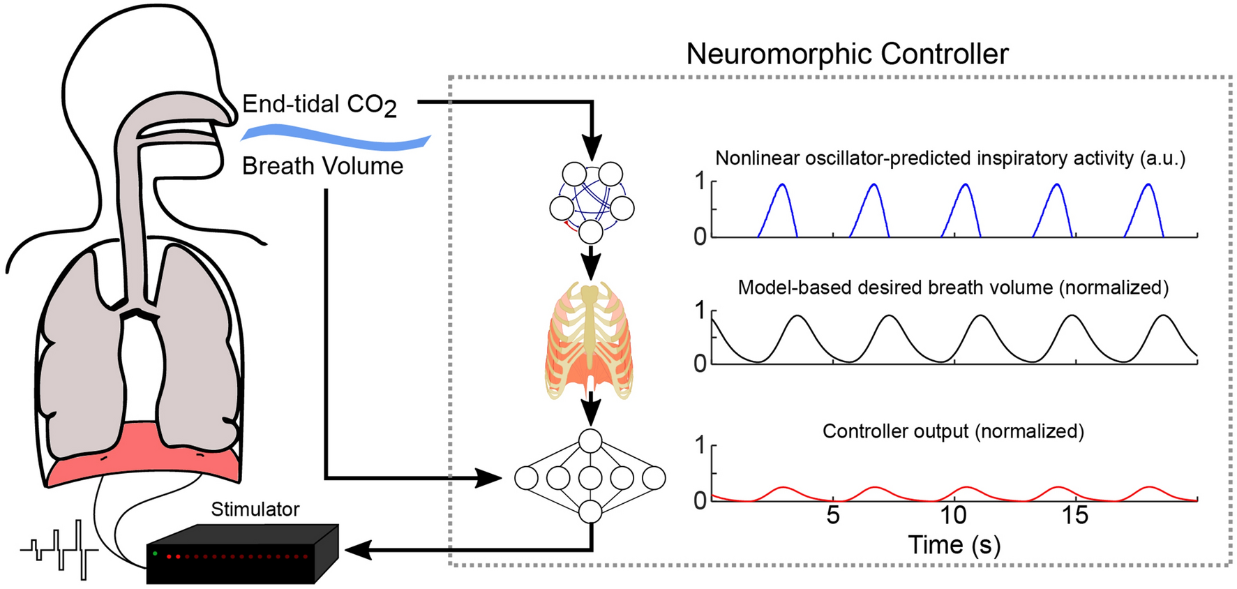 Autonomous control of ventilation through closed-loop adaptive respiratory  pacing | Scientific Reports