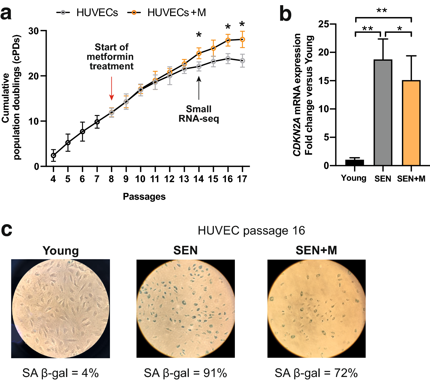 MicroRNA-411 and Its 5′-IsomiR Have Distinct Targets and Functions