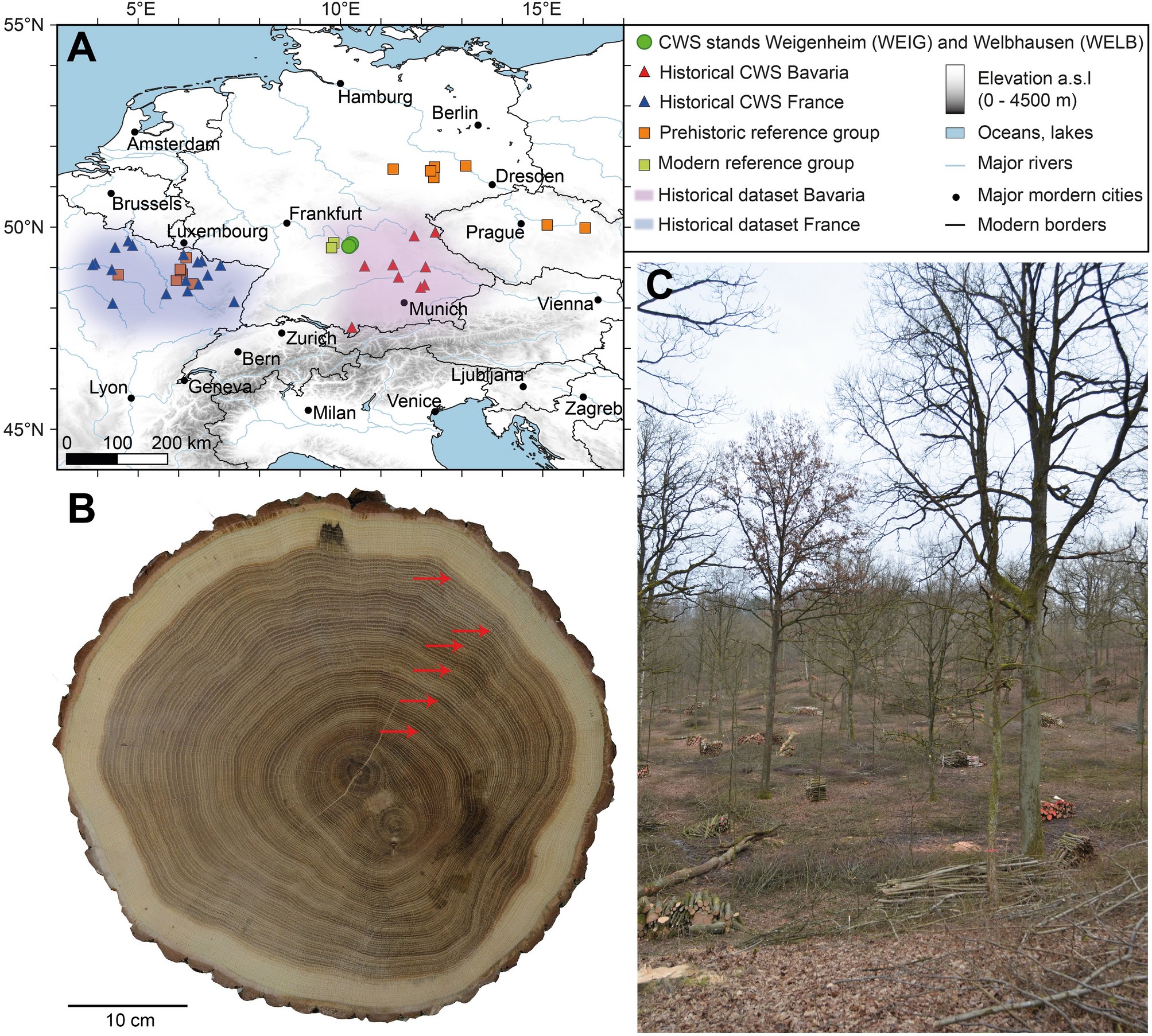 Tree rings reveal signs of Europe's sustainable forest management long  before the first historical evidence | Scientific Reports