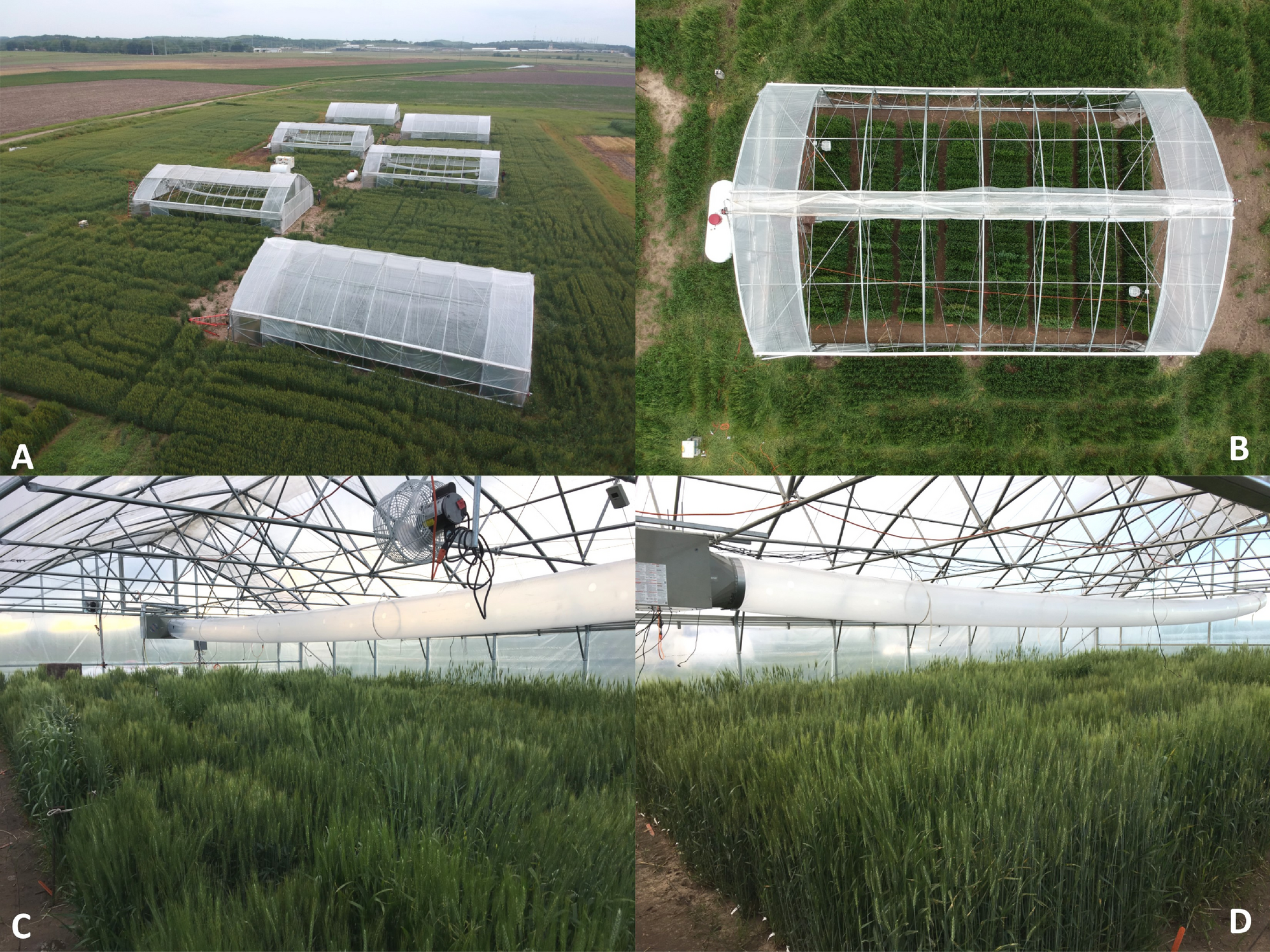 Improved cyber-physical system captured post-flowering high night  temperature impact on yield and quality of field grown wheat | Scientific  Reports