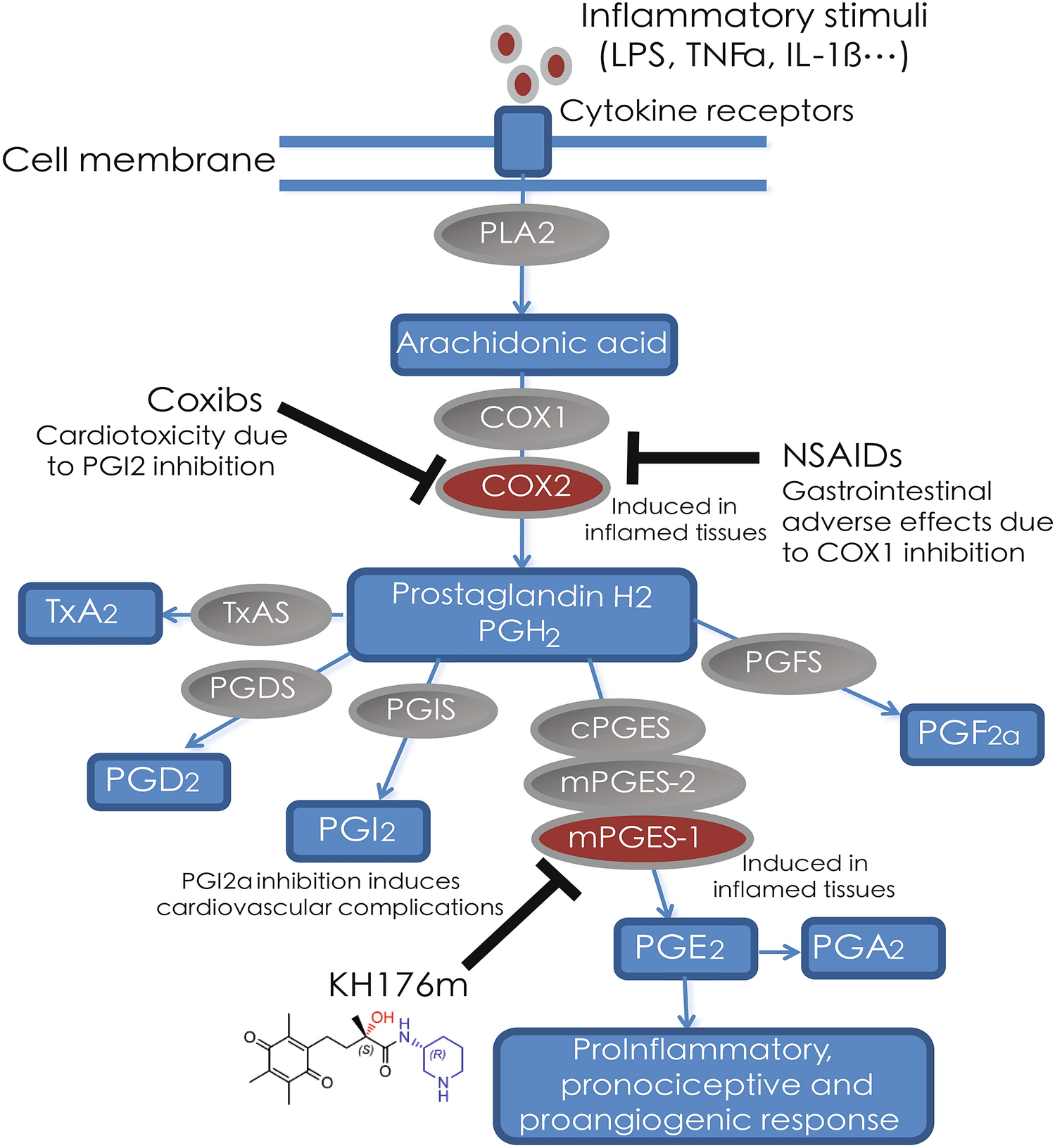 Mechanism of action and potential applications of selective inhibition of  microsomal prostaglandin E synthase-1-mediated PGE2 biosynthesis by  sonlicromanol's metabolite KH176m | Scientific Reports